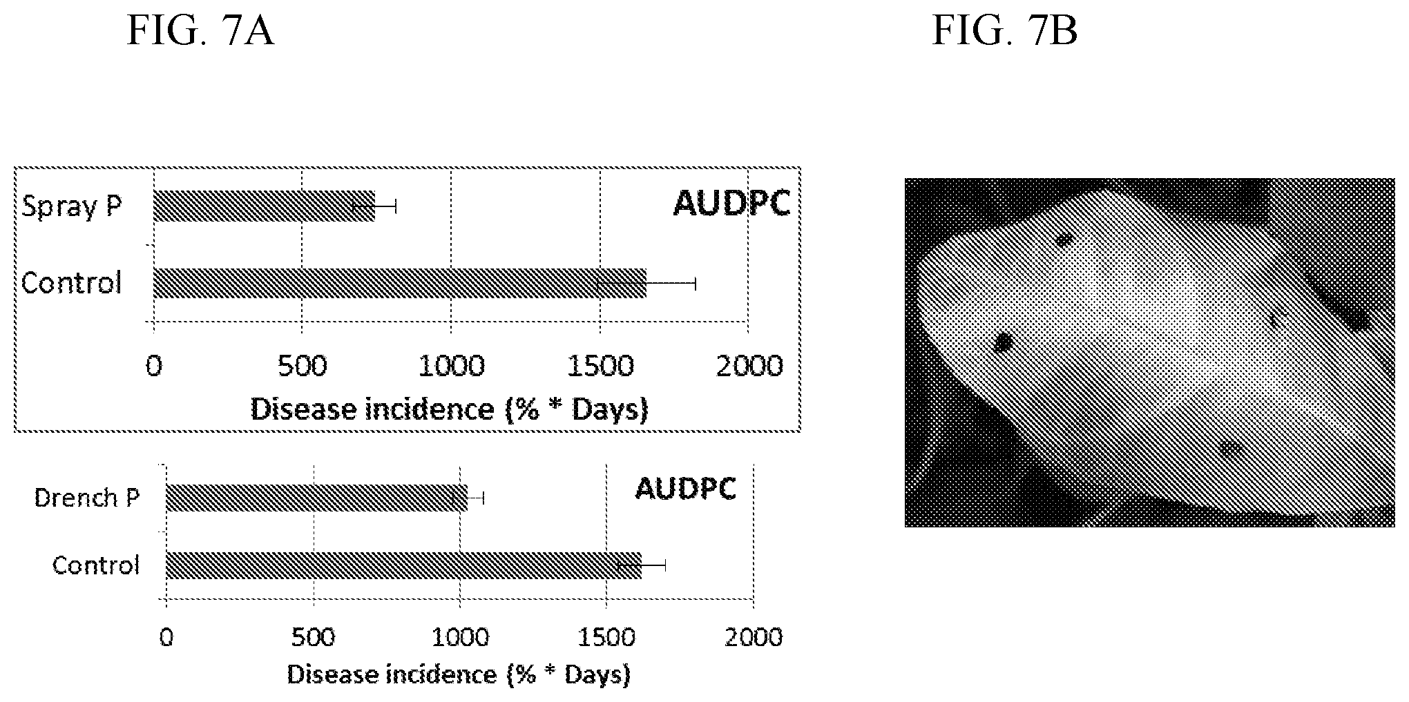 Patent US11812746 Figure 9 – Method of controlling fungal infections in plants