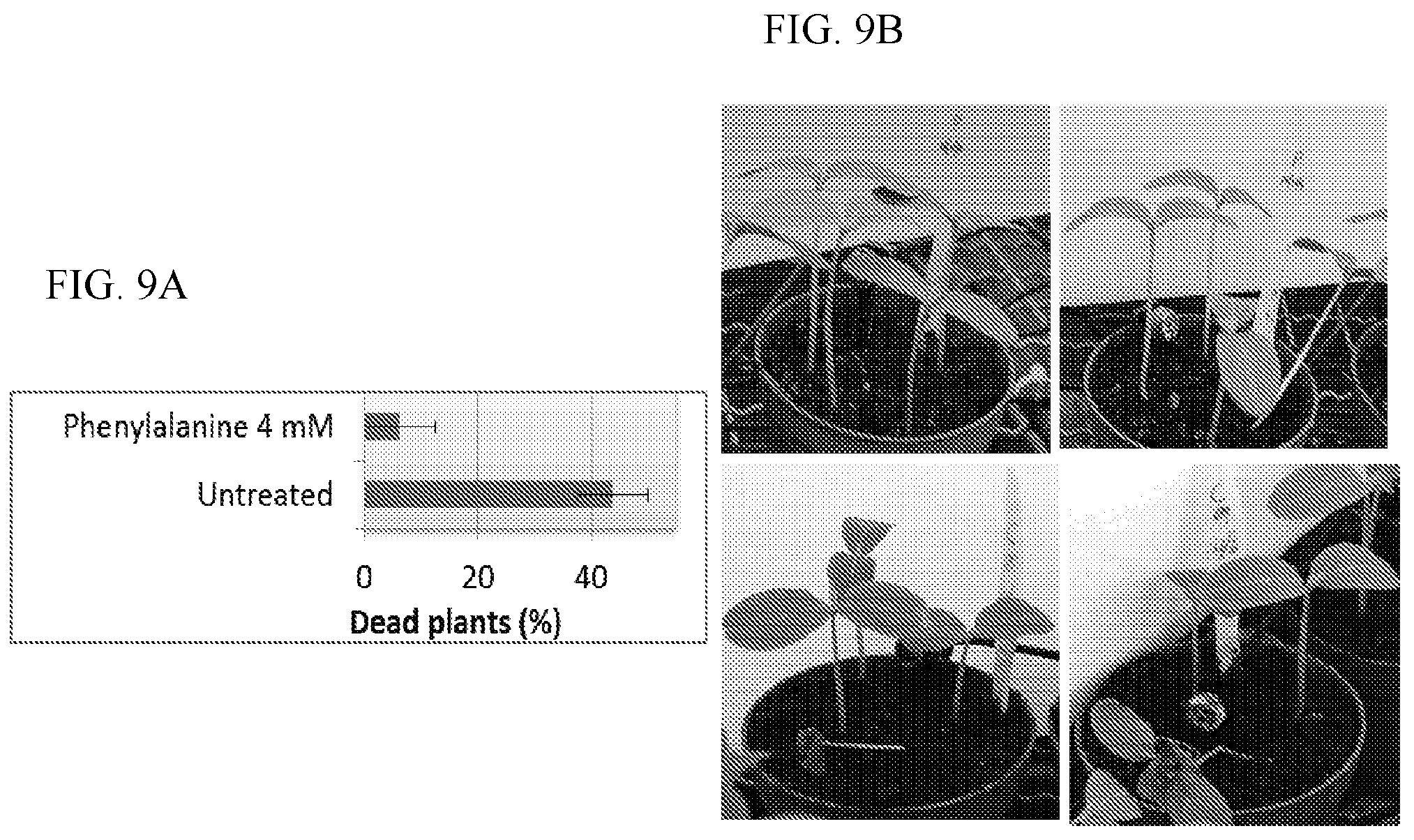Patent US11812746 Figure 11 – Method of controlling fungal infections in plants