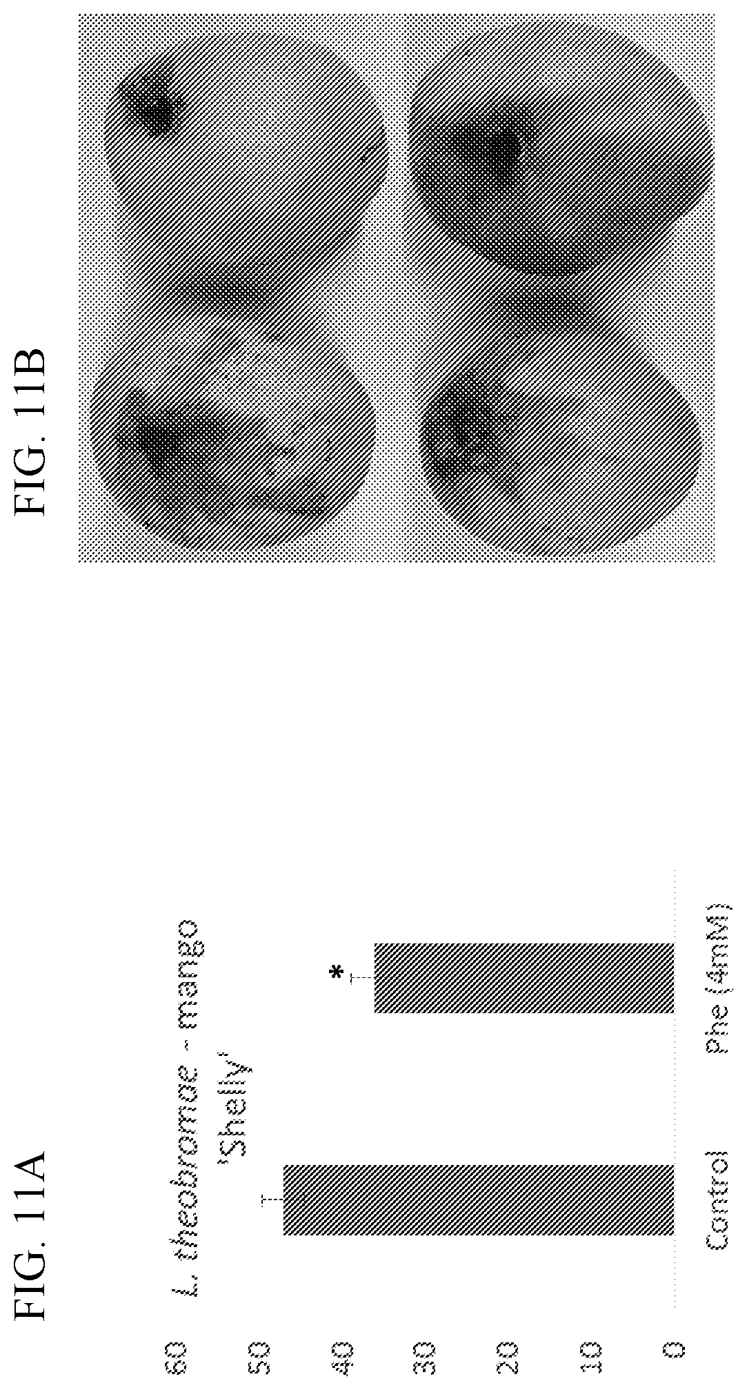 Patent US11812746 Figure 13 – Method of controlling fungal infections in plants