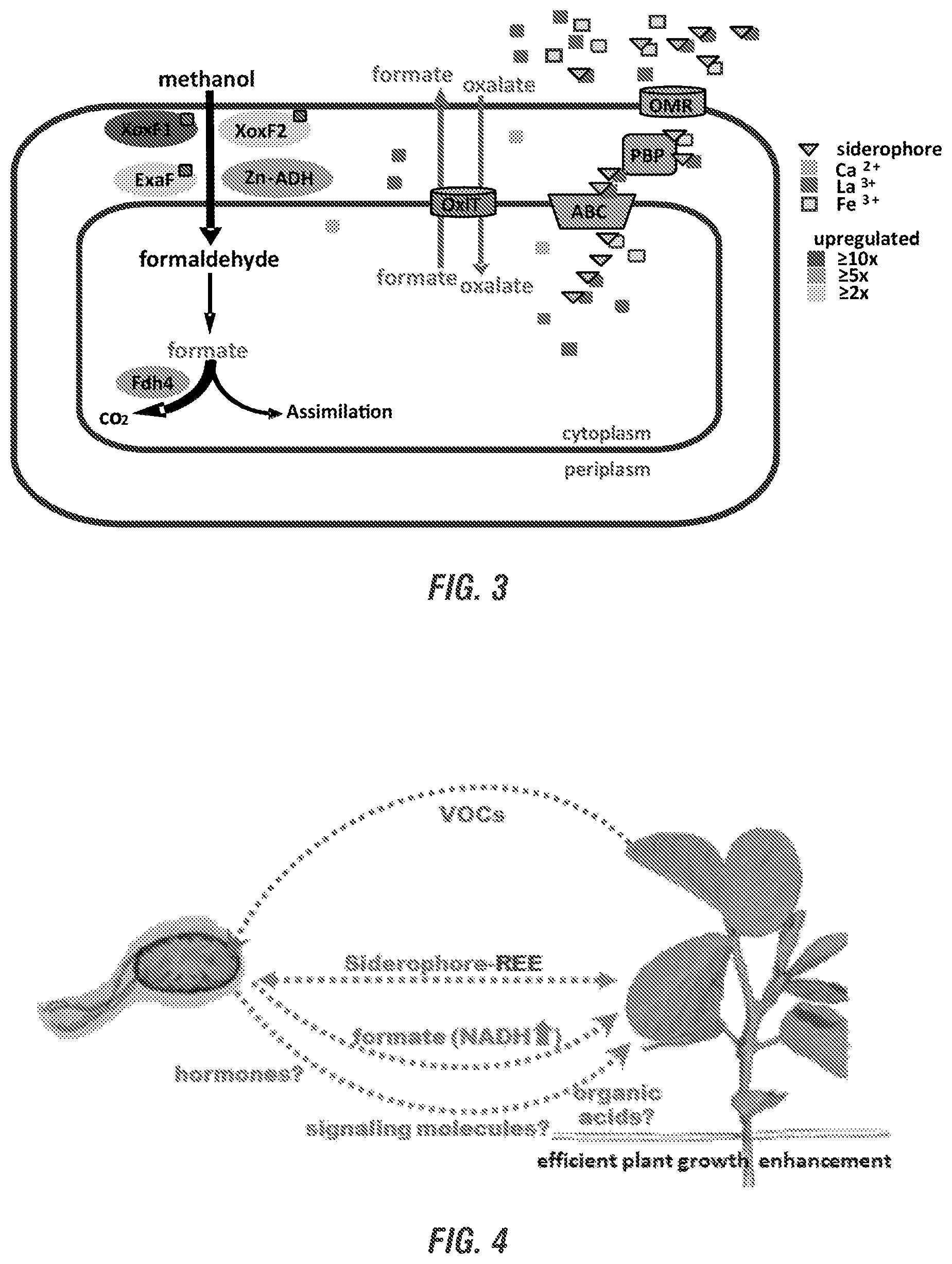 Patent US11812750 Figure 2 – Rare earth dependent plant probiotic compositions and methods of use