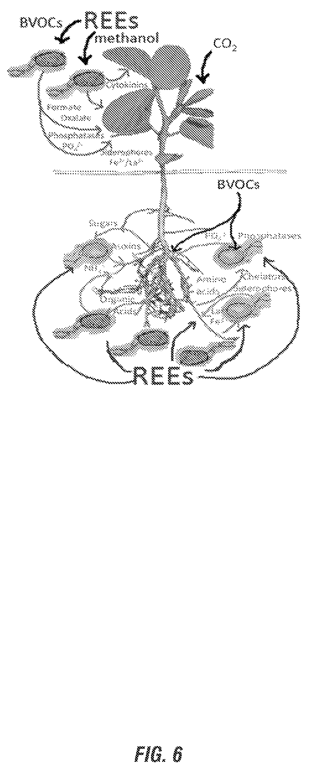 Patent US11812750 Figure 5 – Rare earth dependent plant probiotic compositions and methods of use