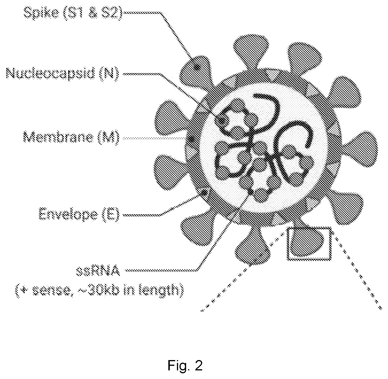 Patent US11812752 Figure 2 – Effective disinfectant system for elimination of RNA viruses