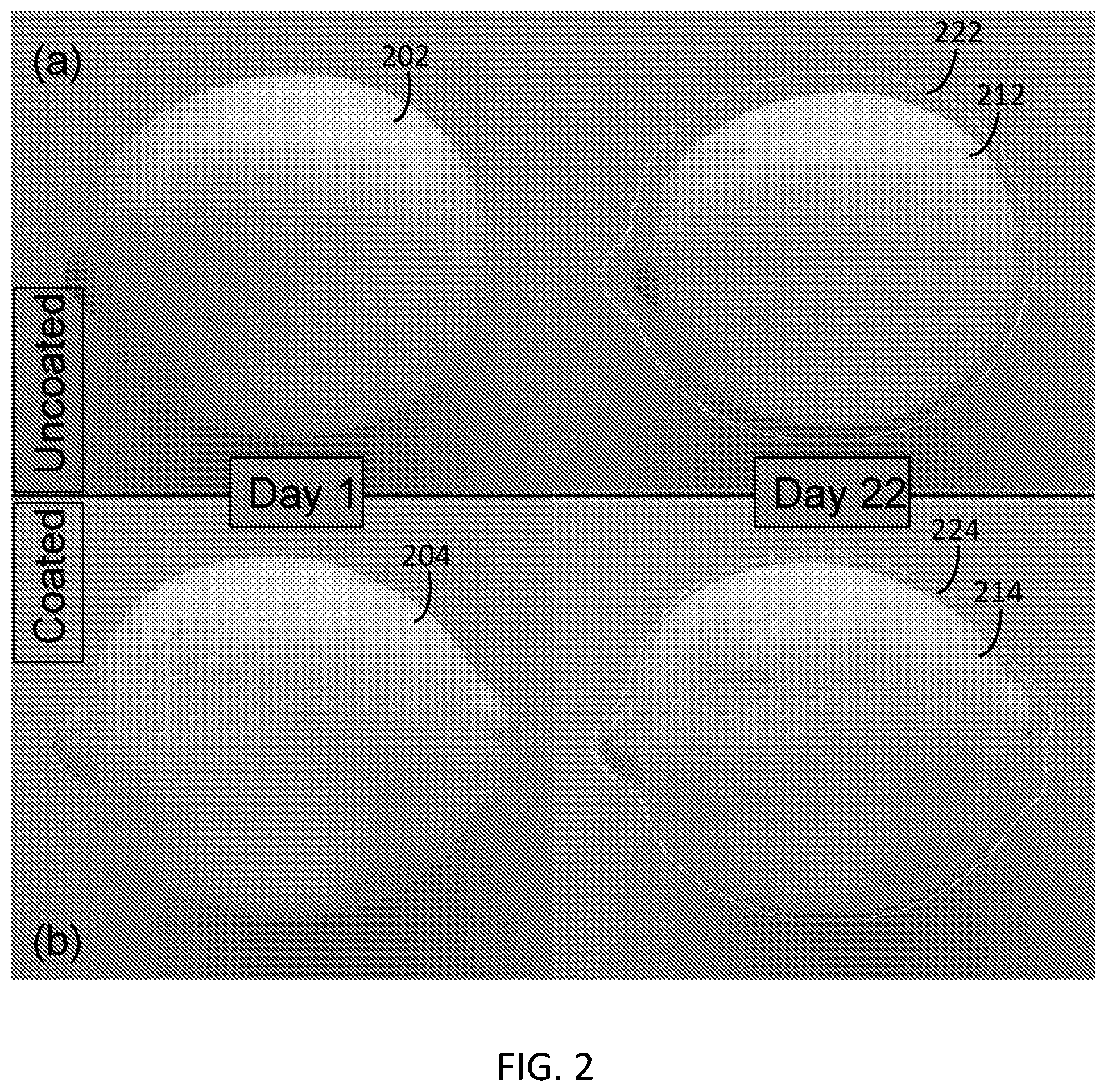 Patent US11812758 Figure 2 – Plant extract compositions and methods of preparation thereof