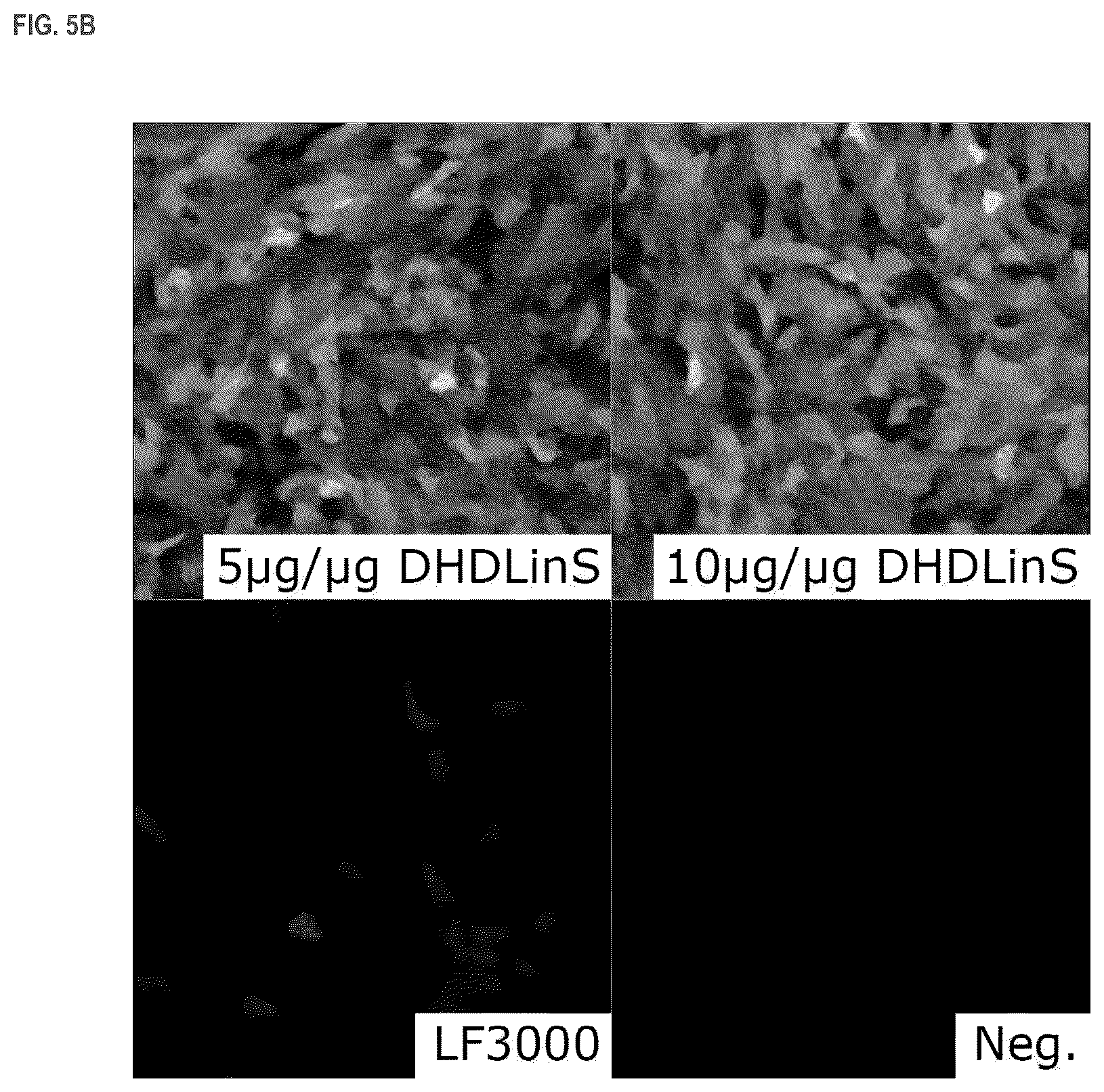 Patent US11814333 Figure 6 – Cationic lipids and transfection methods