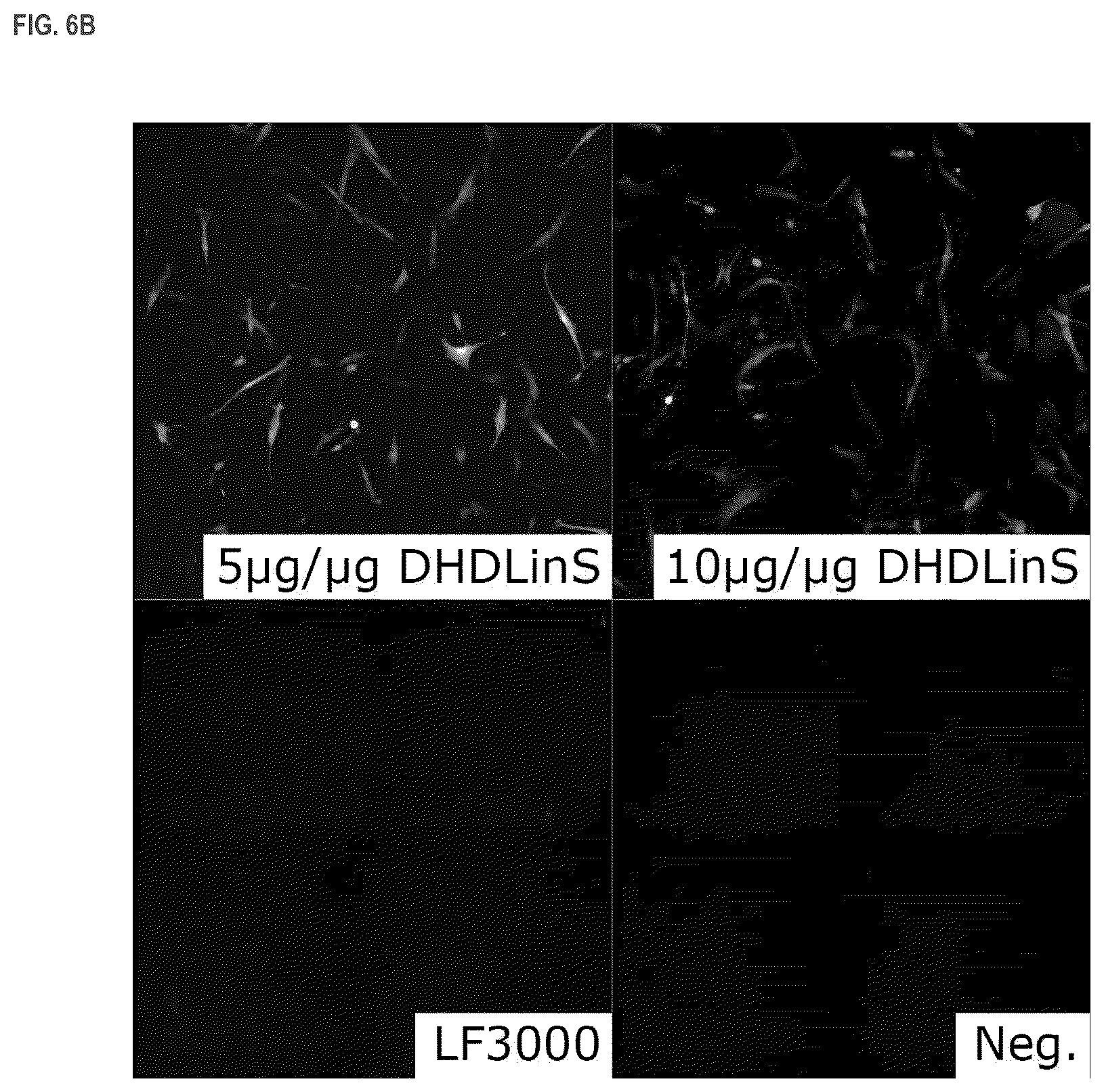 Patent US11814333 Figure 8 – Cationic lipids and transfection methods