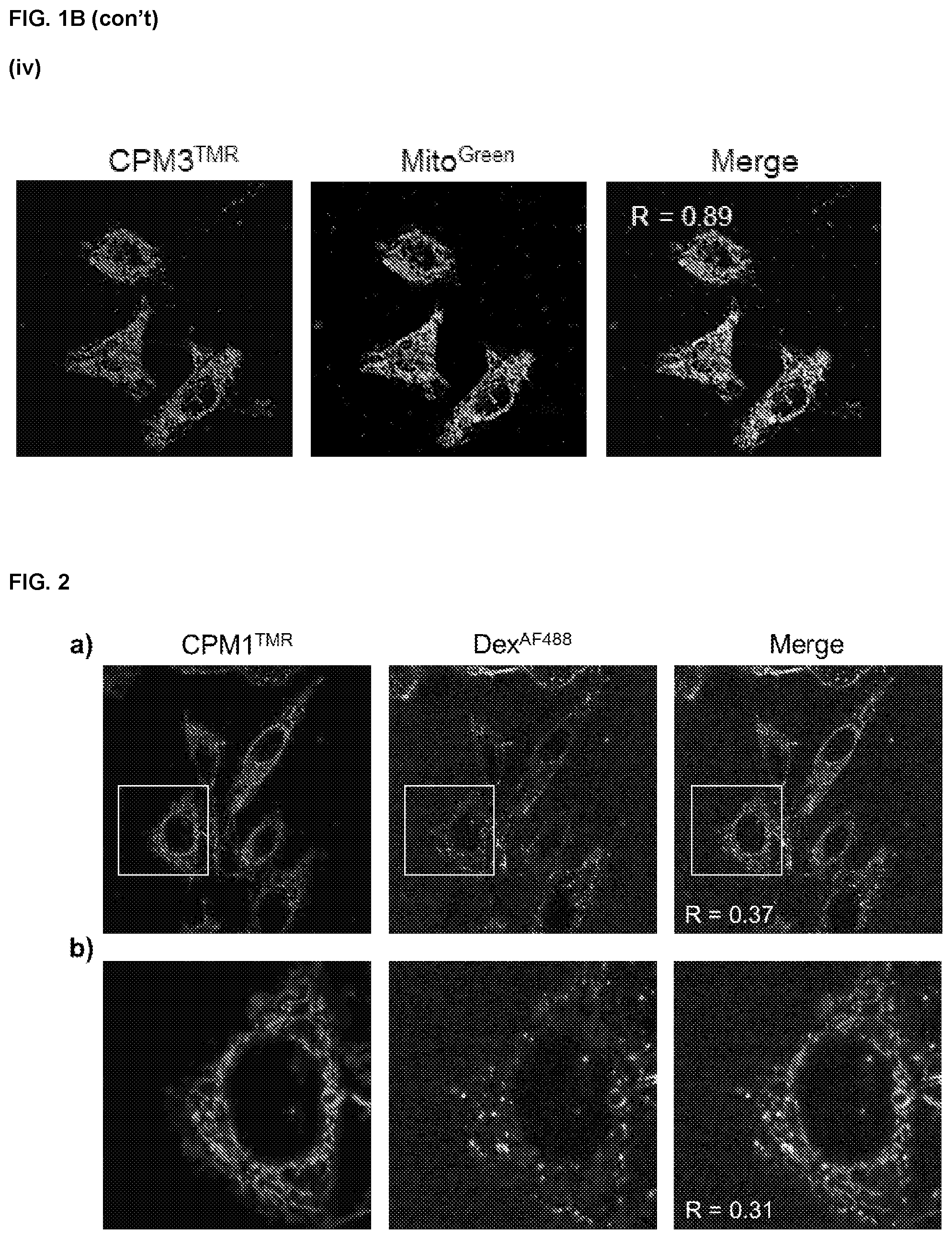 Patent US11814341 Figure 3 – Non-peptidic cell-penetrating motifs