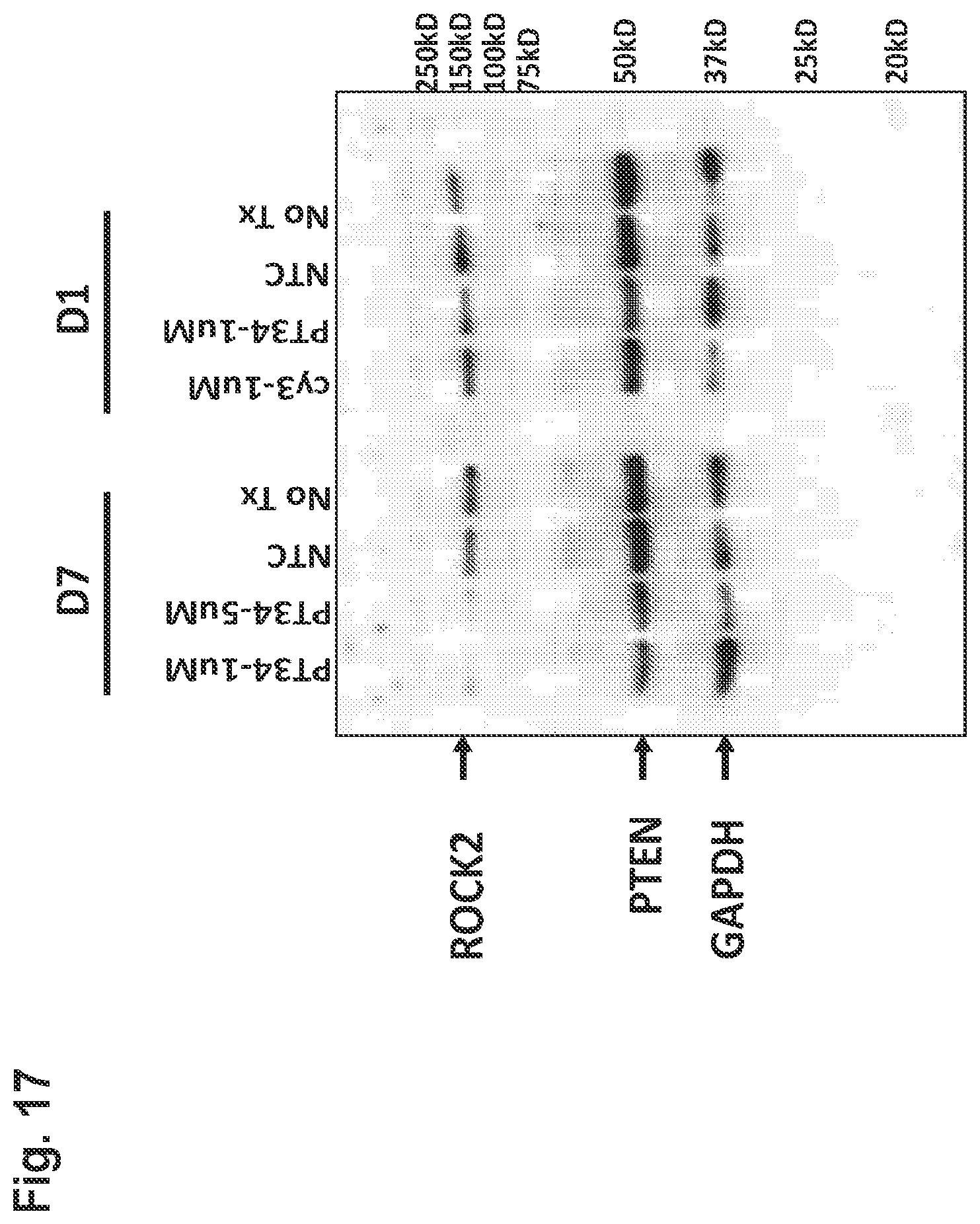 Patent US11814361 Figure 17 – Rho kinase inhibitor BA-1049 (R) and active metabolites thereof