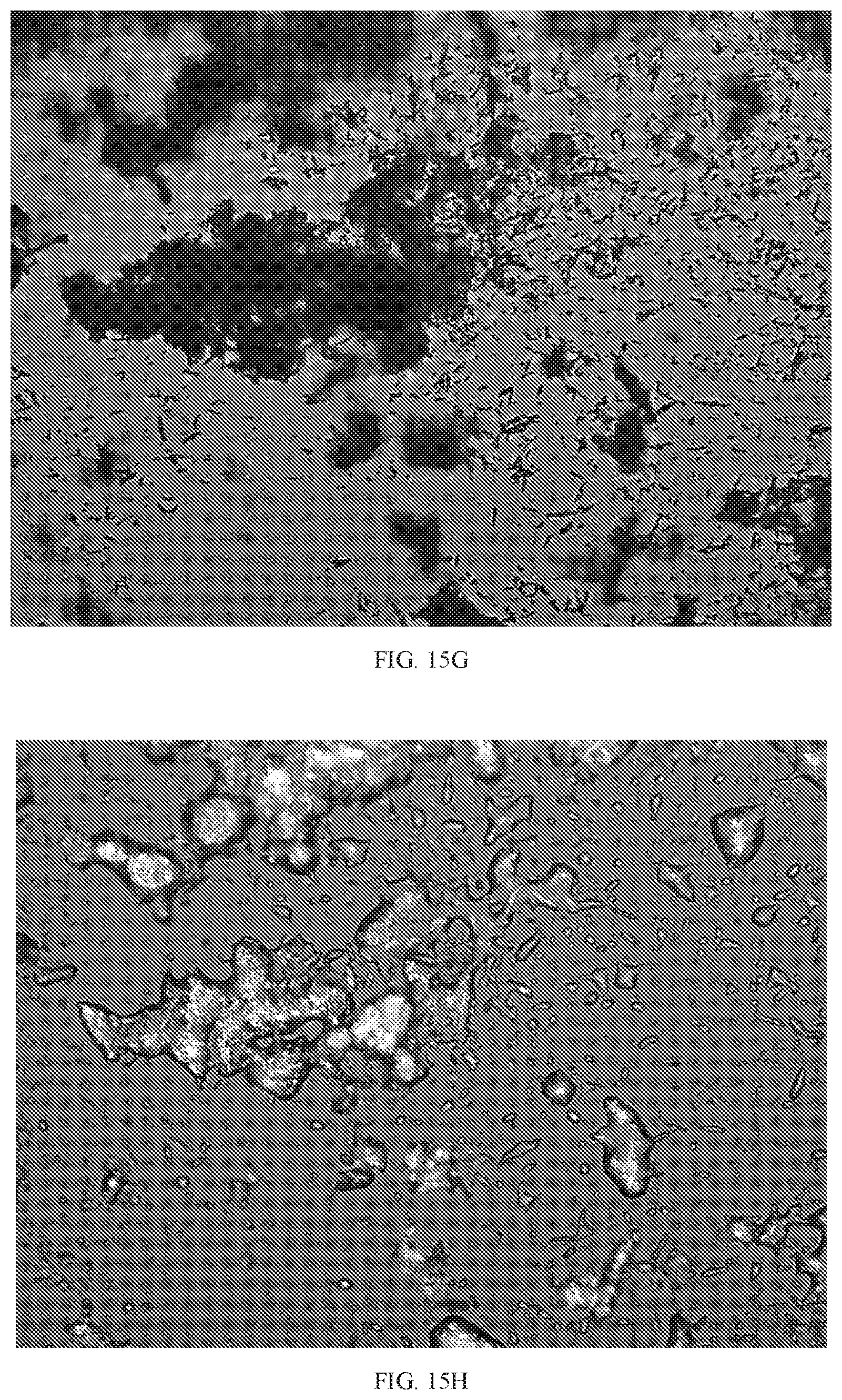 Patent US11814363 Figure 20 – Morphic forms of danicopan