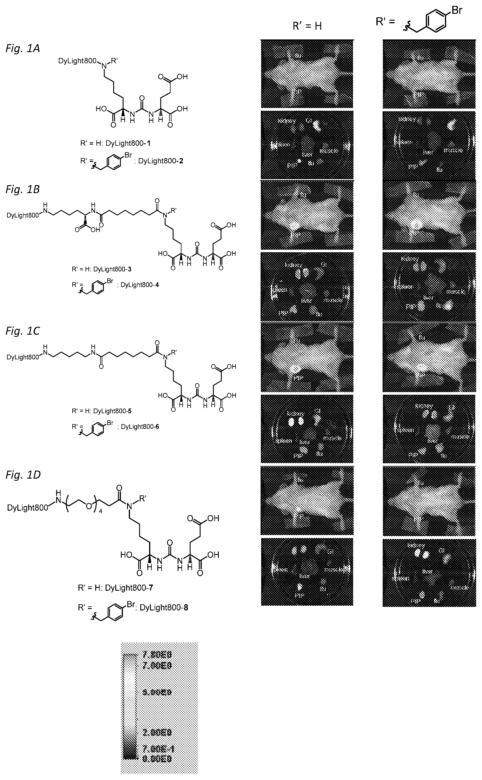 Patent US11814365 Figure 1 – PSMA targeted fluorescent agents for image guided surgery