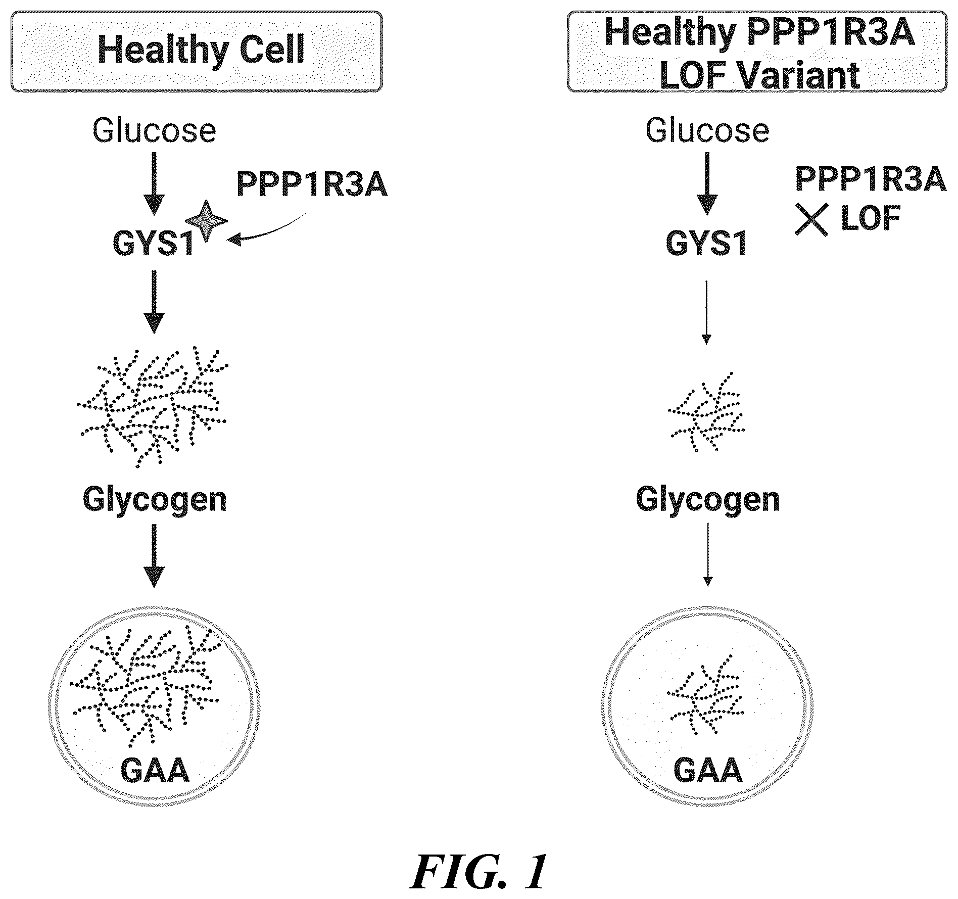 Patent US11814367 Figure 1 – Inhibitors of glycogen synthase 1 (GYS1) and methods of use thereof