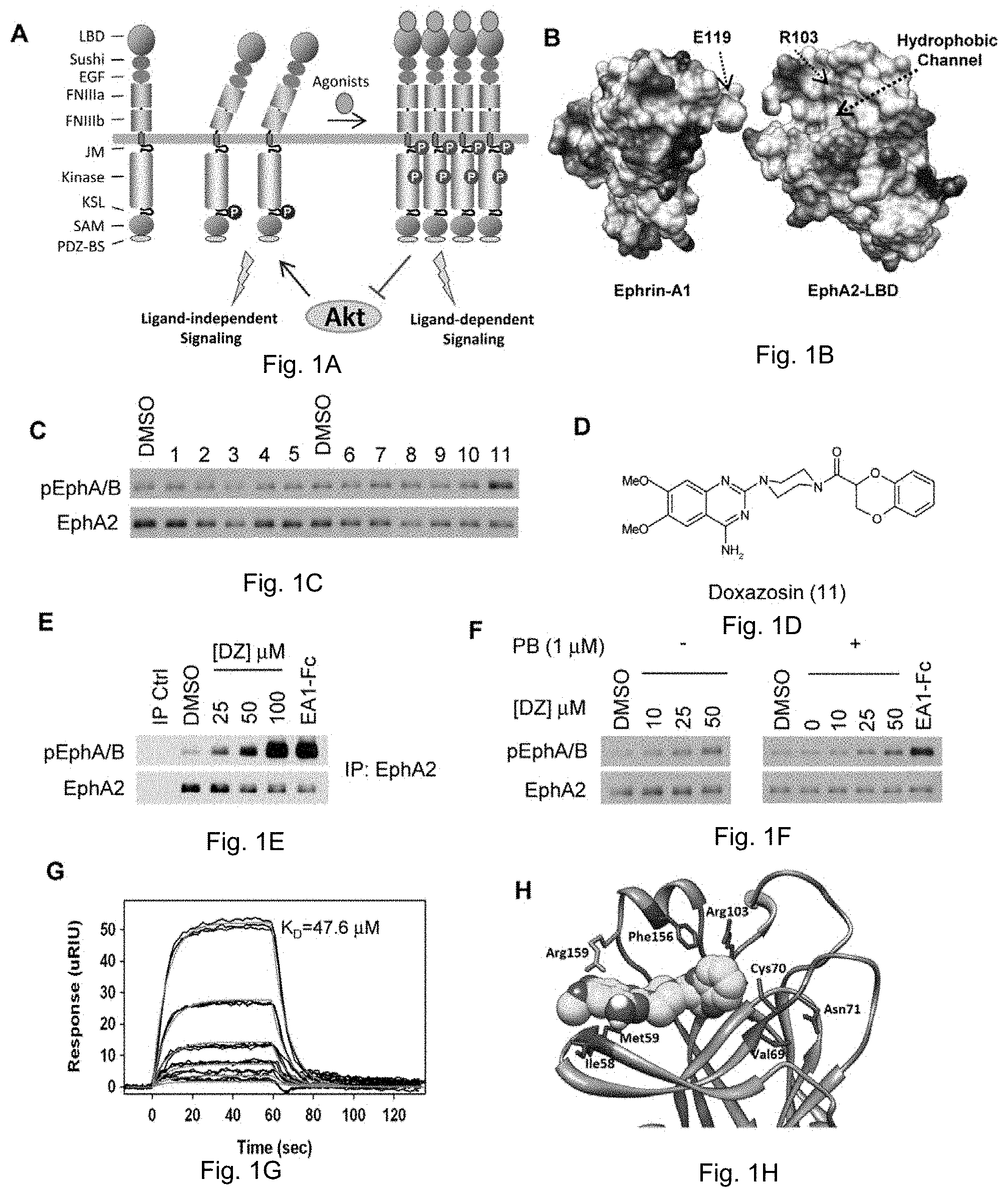 Patent US11814372 Figure 1 – Agonists of EPHA and their uses