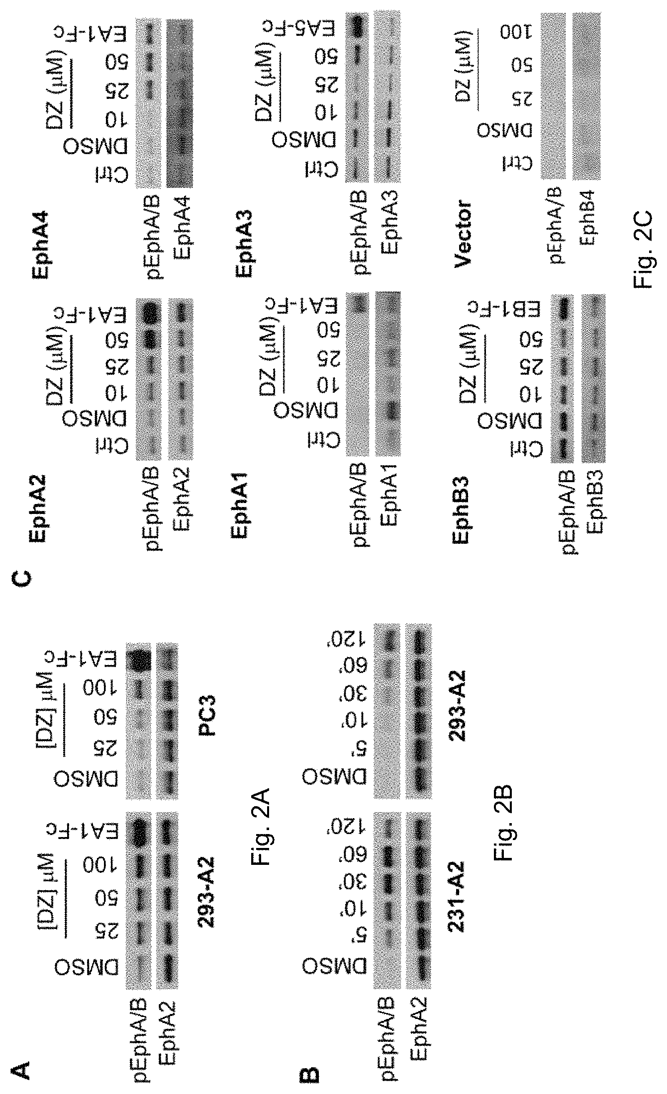 Patent US11814372 Figure 2 – Agonists of EPHA and their uses