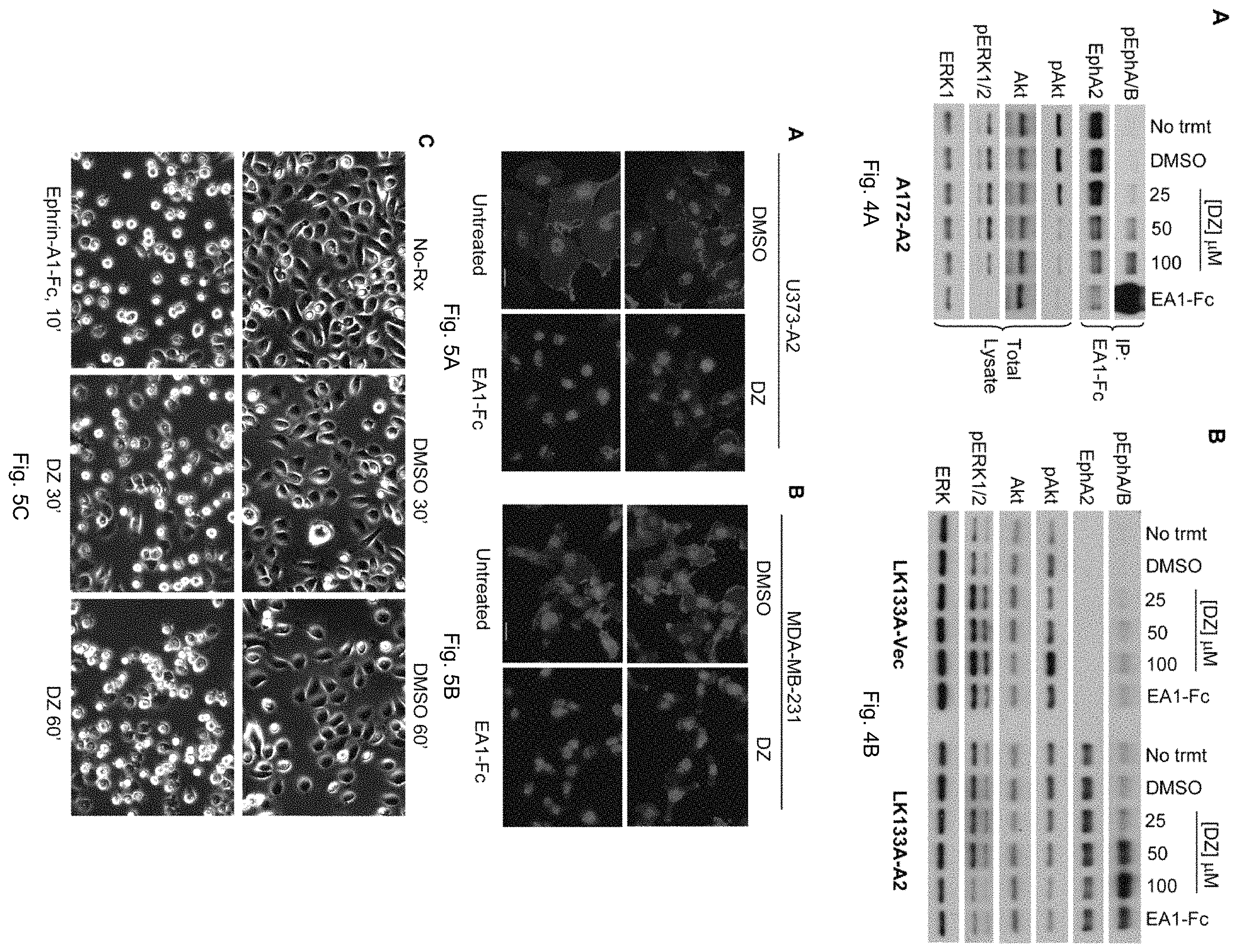 Patent US11814372 Figure 4 – Agonists of EPHA and their uses