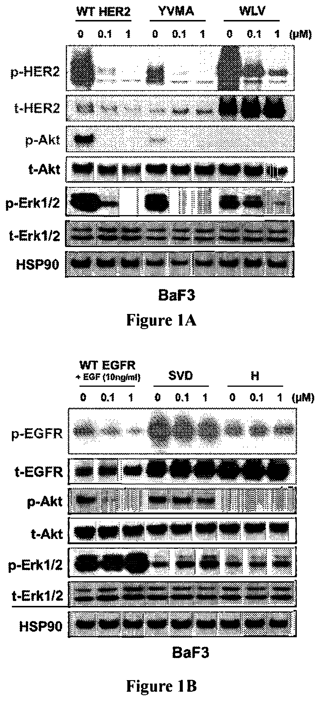 Patent US11814379 Figure 1 – Cyano quinoline amide compounds as HER2 inhibitors and methods of use