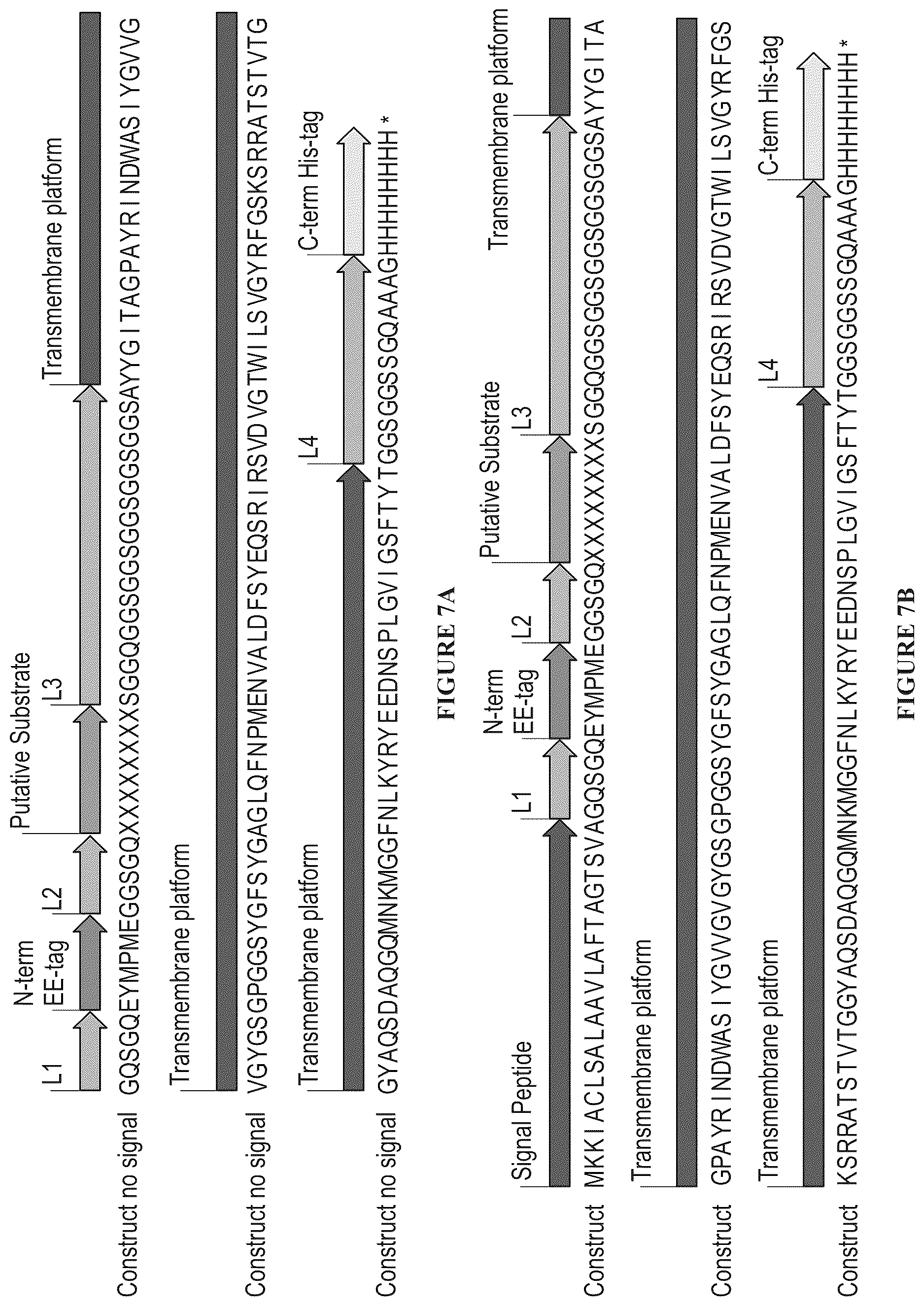 Patent US11814410 Figure 4 – Matrix metalloproteinase substrates and other cleavable moieties and methods of use thereof