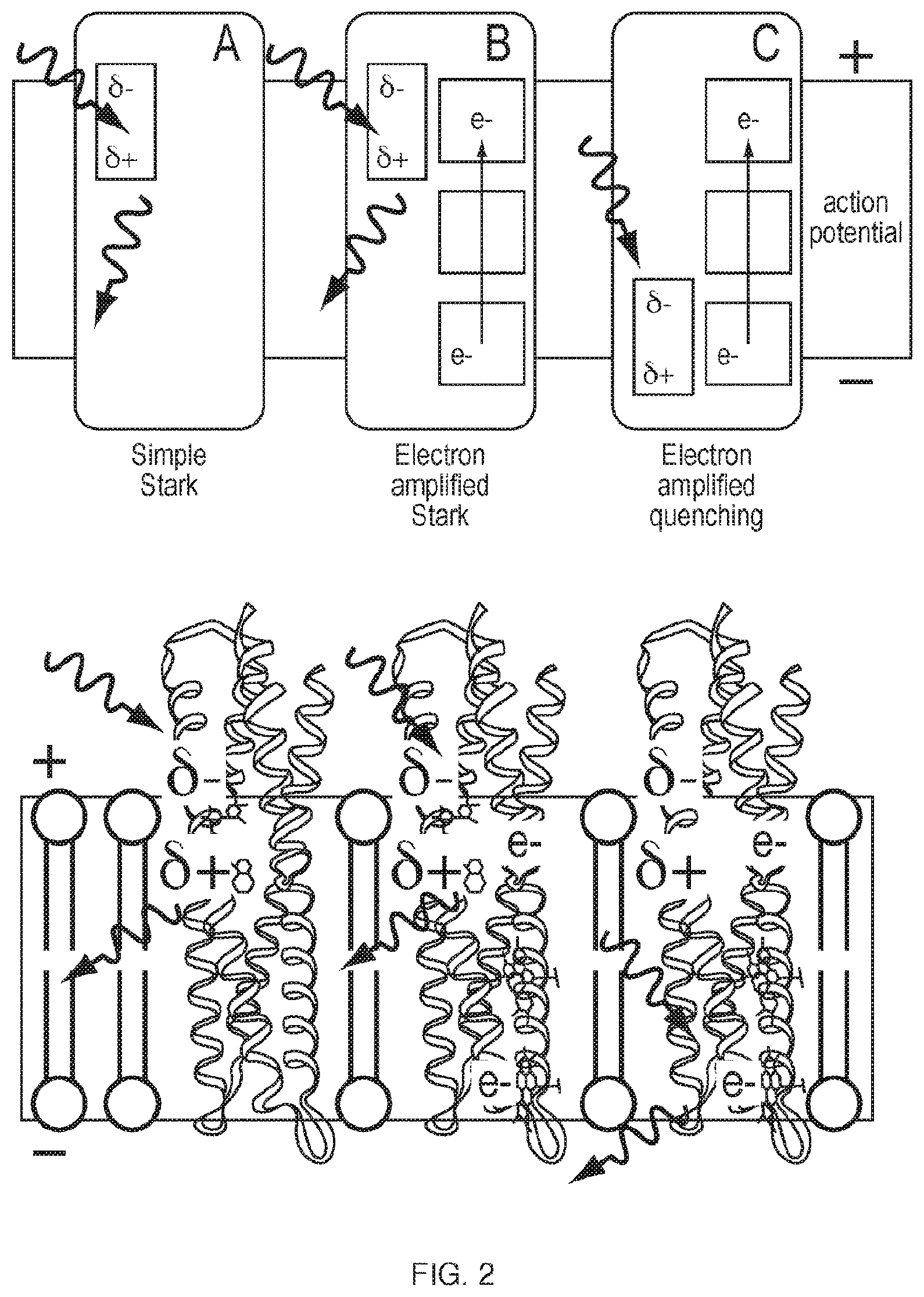 Patent US11814412 Figure 2 – Artificial proteins and compositions and methods thereof