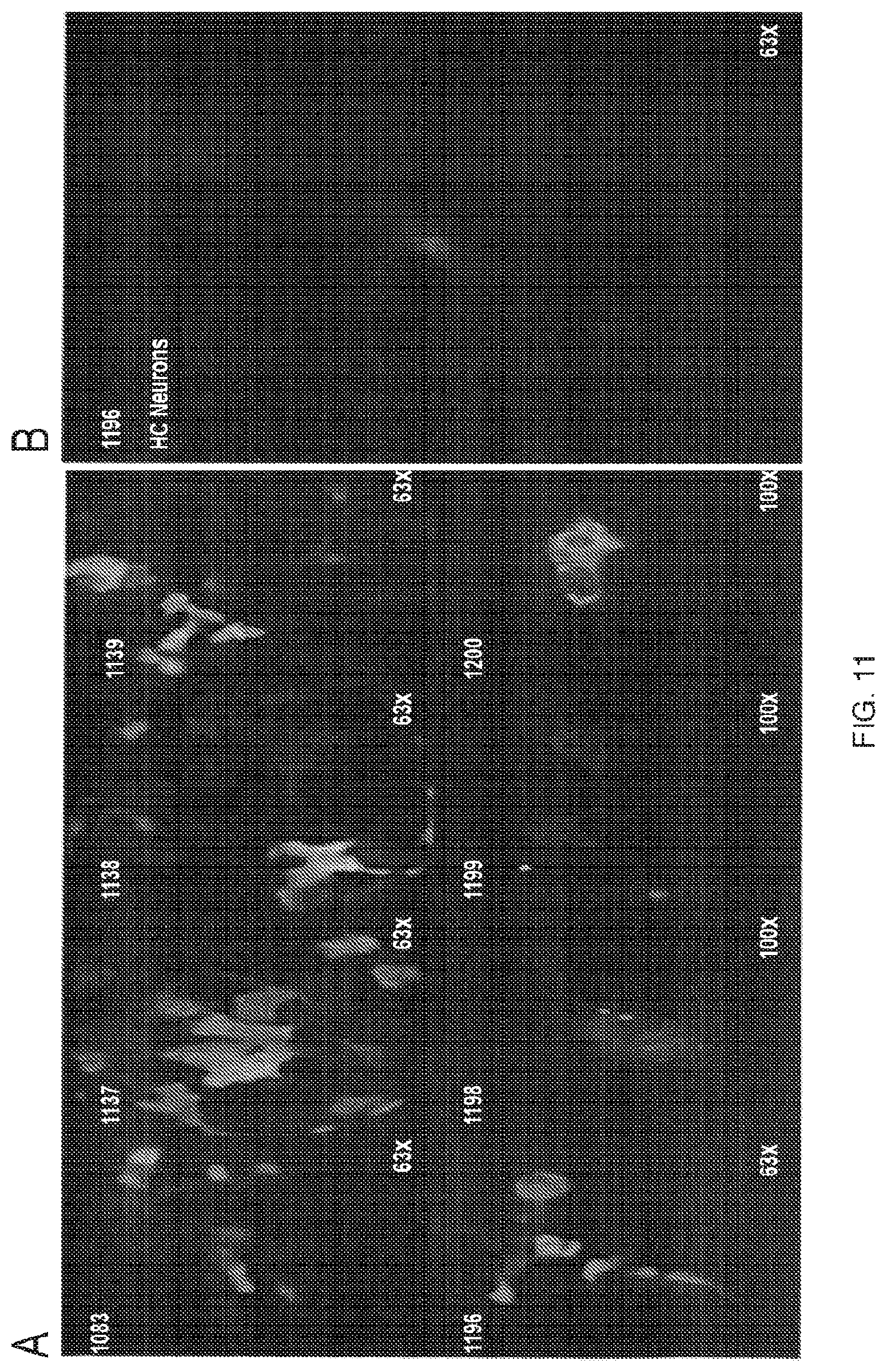 Patent US11814412 Figure 11 – Artificial proteins and compositions and methods thereof