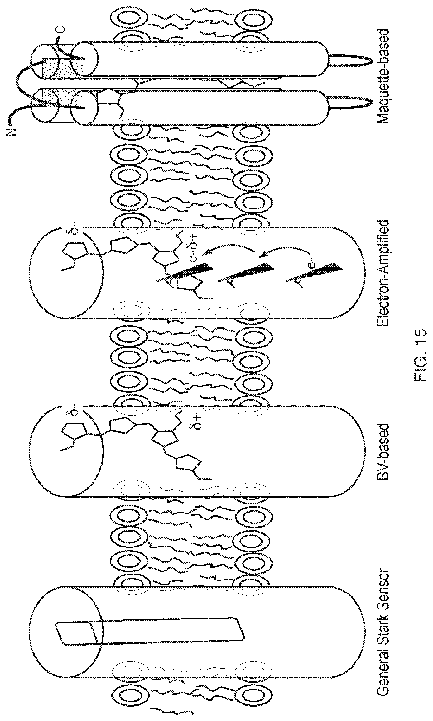 Patent US11814412 Figure 15 – Artificial proteins and compositions and methods thereof
