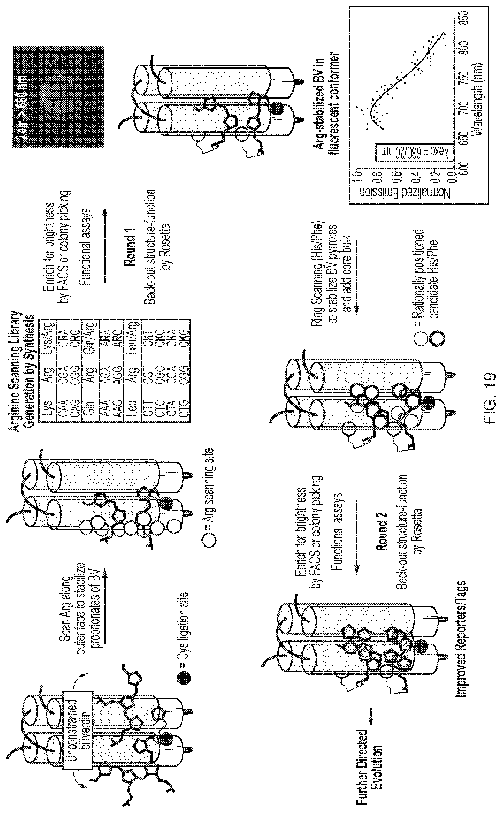 Patent US11814412 Figure 19 – Artificial proteins and compositions and methods thereof