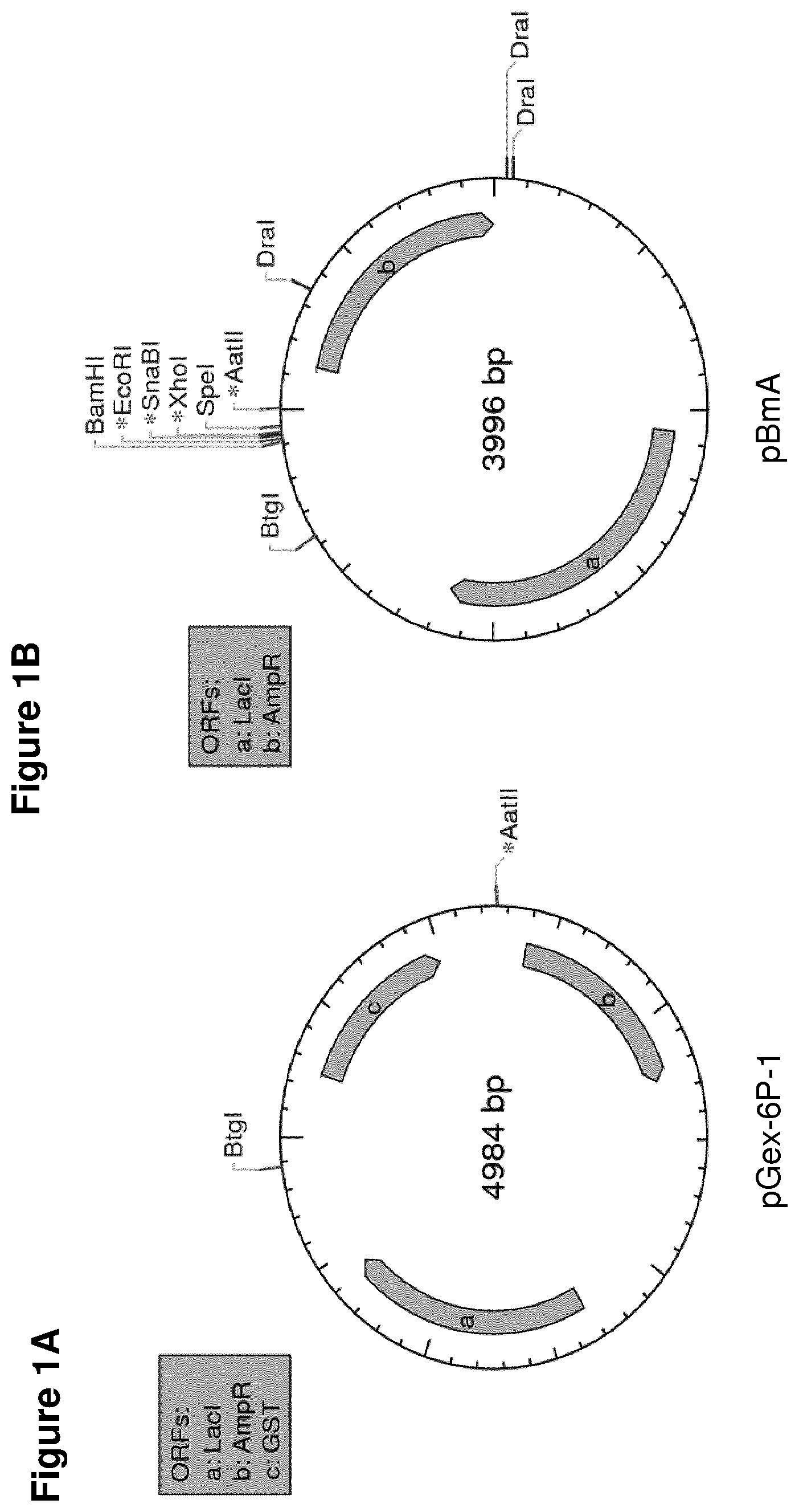 Patent US11814415 Figure 1 – Vaccine against S. suis infection