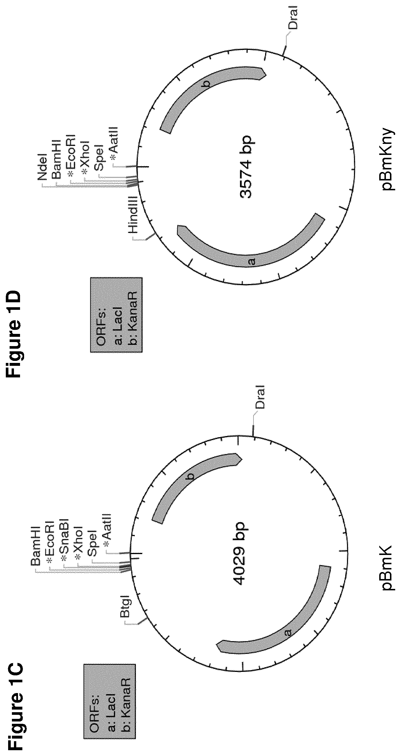 Patent US11814415 Figure 2 – Vaccine against S. suis infection