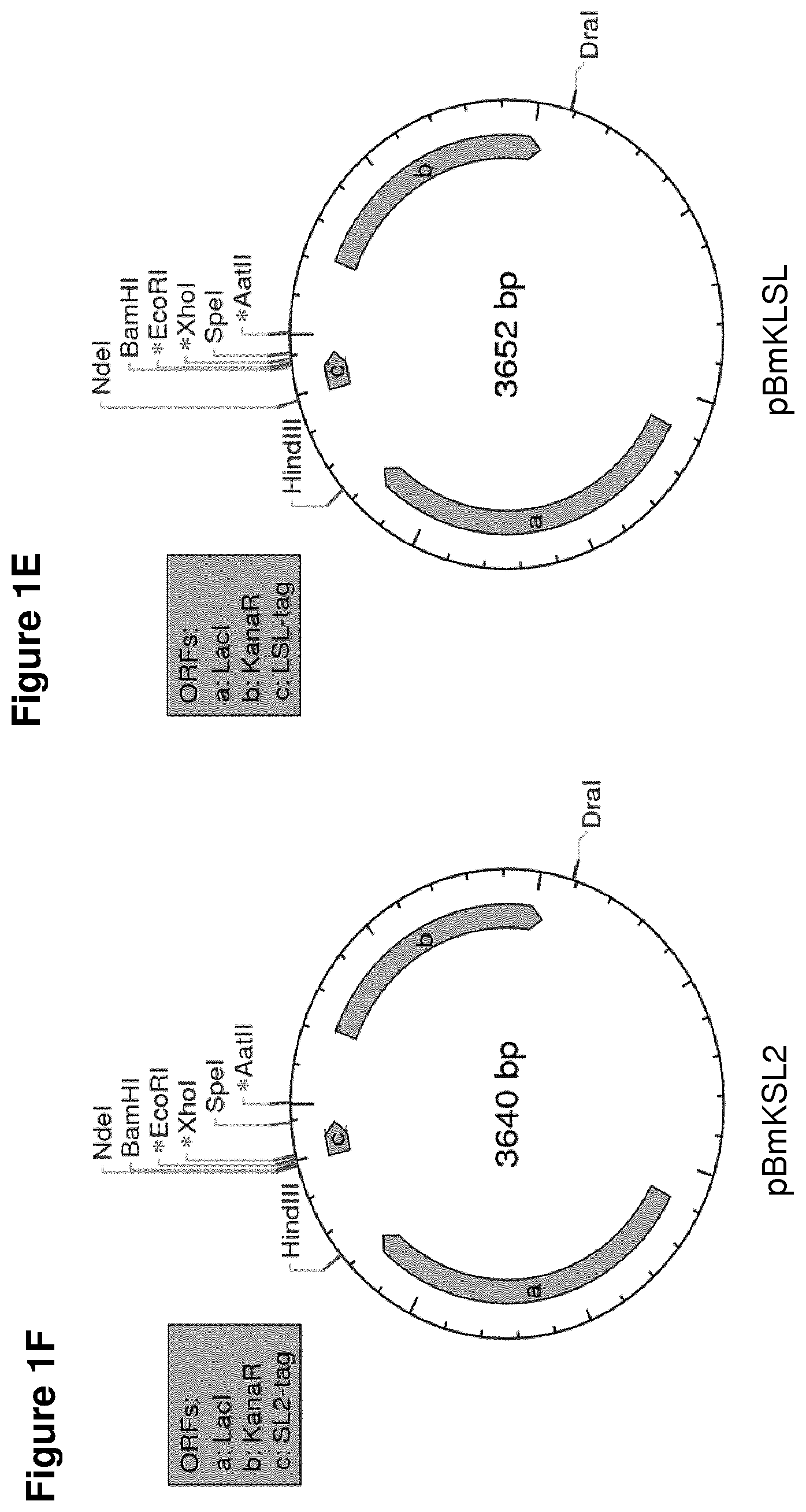 Patent US11814415 Figure 3 – Vaccine against S. suis infection