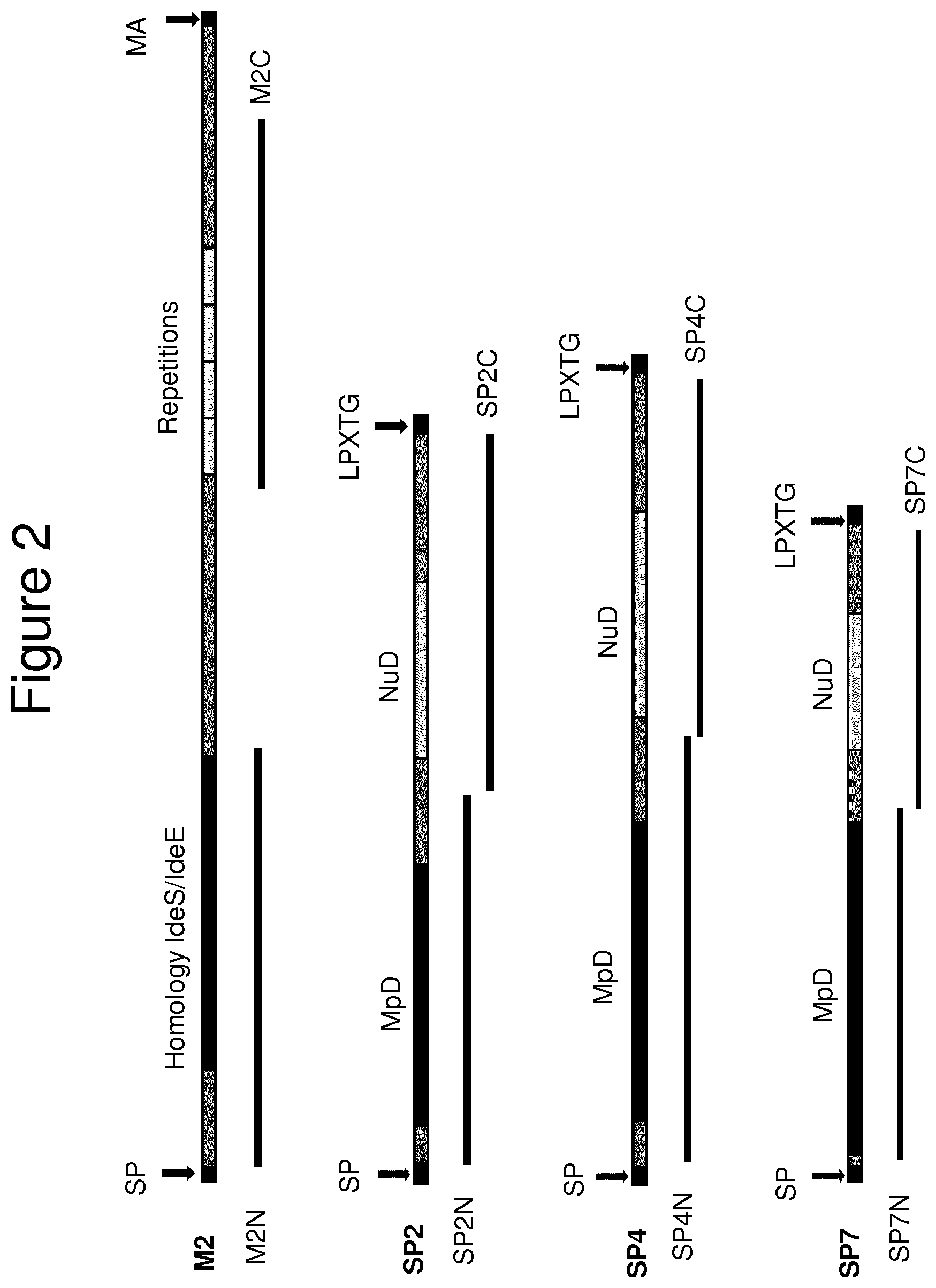 Patent US11814415 Figure 4 – Vaccine against S. suis infection