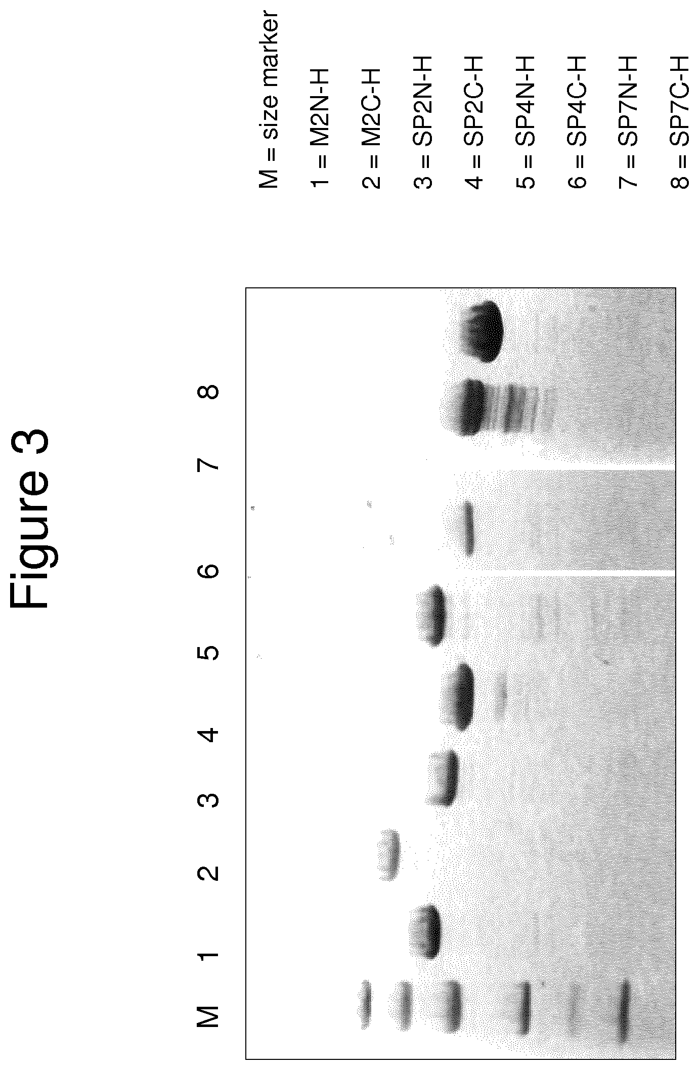 Patent US11814415 Figure 5 – Vaccine against S. suis infection