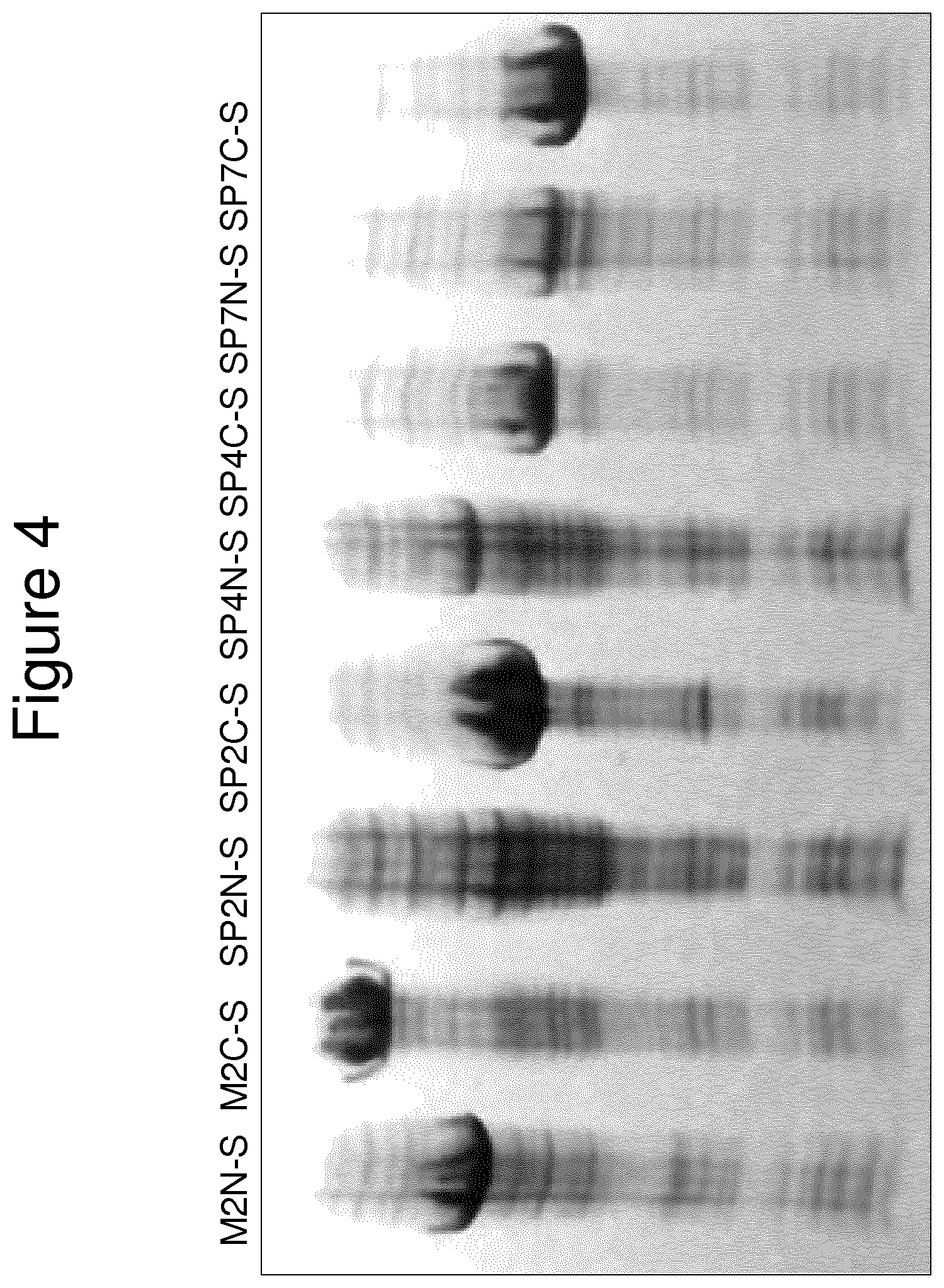 Patent US11814415 Figure 6 – Vaccine against S. suis infection