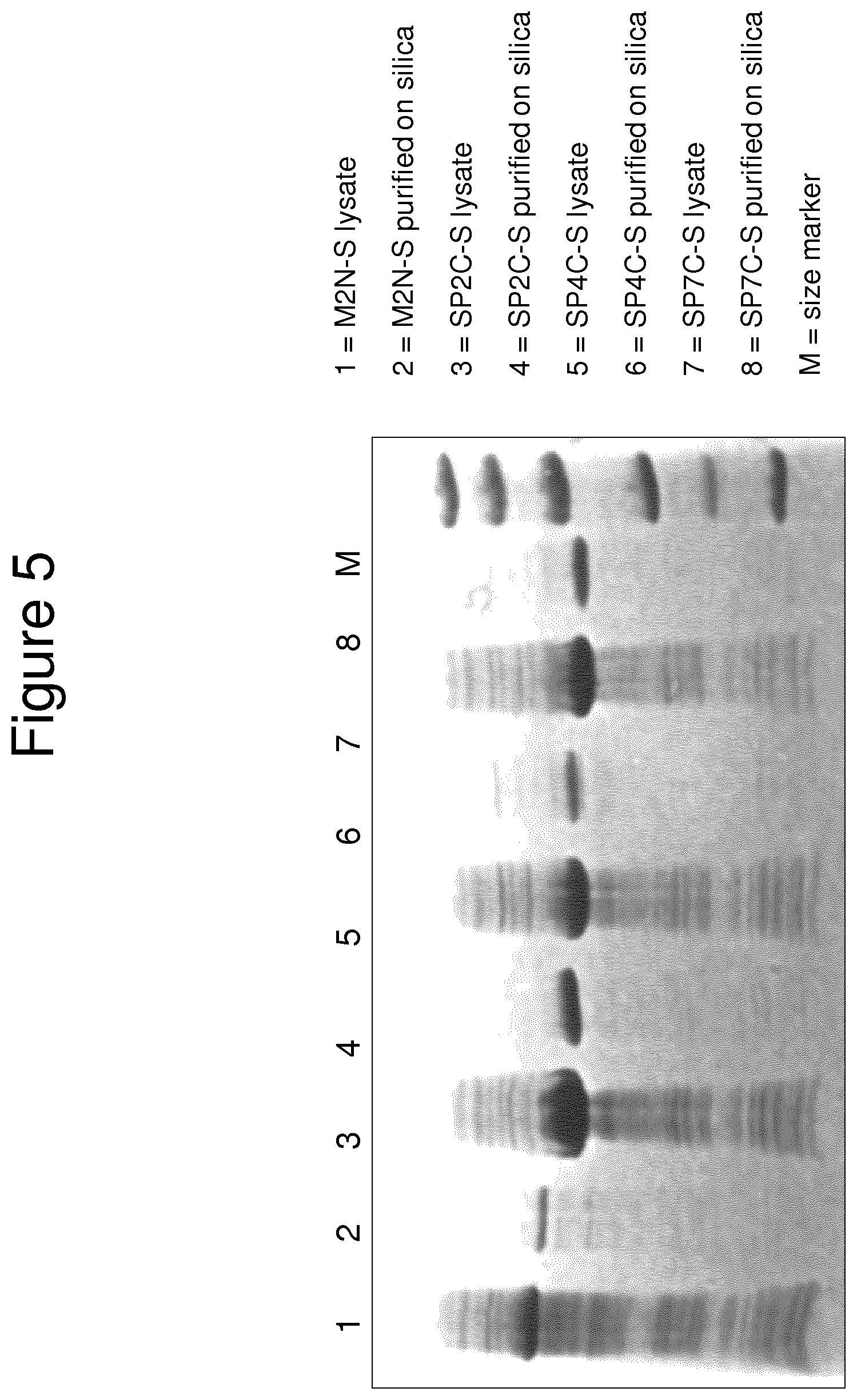 Patent US11814415 Figure 7 – Vaccine against S. suis infection