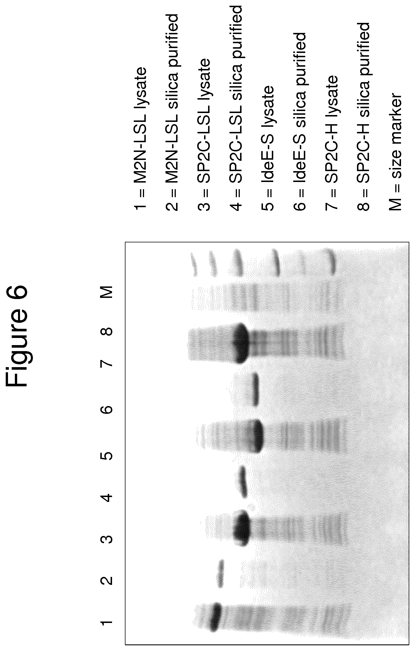 Patent US11814415 Figure 8 – Vaccine against S. suis infection