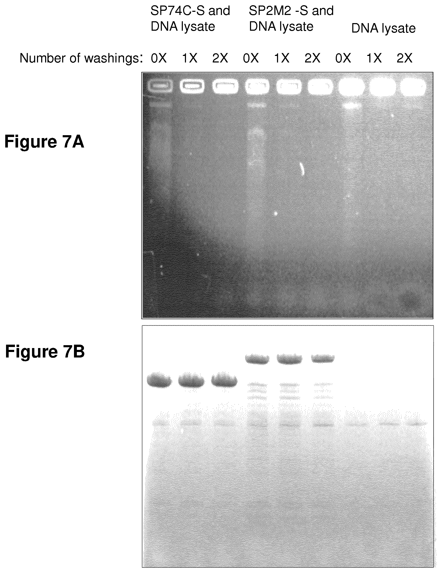 Patent US11814415 Figure 9 – Vaccine against S. suis infection