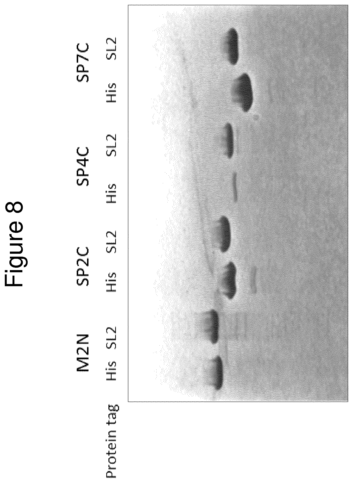 Patent US11814415 Figure 10 – Vaccine against S. suis infection