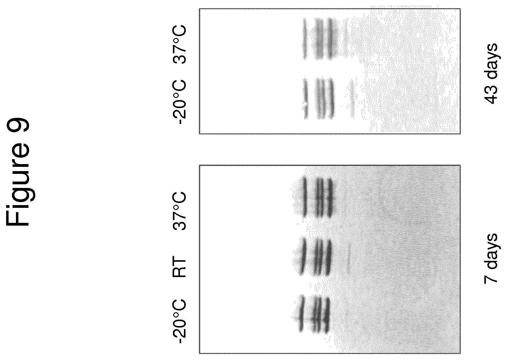 Patent US11814415 Figure 11 – Vaccine against S. suis infection