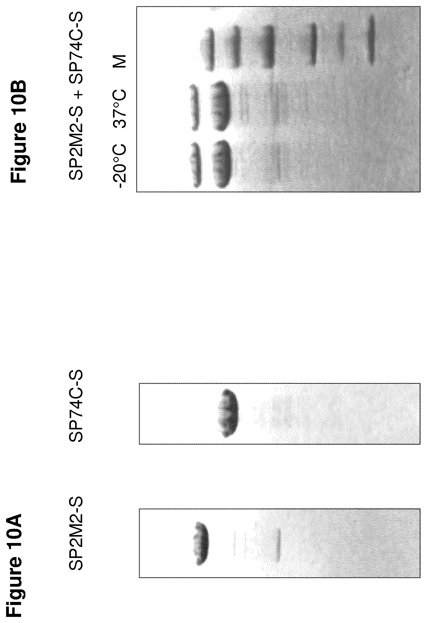 Patent US11814415 Figure 12 – Vaccine against S. suis infection