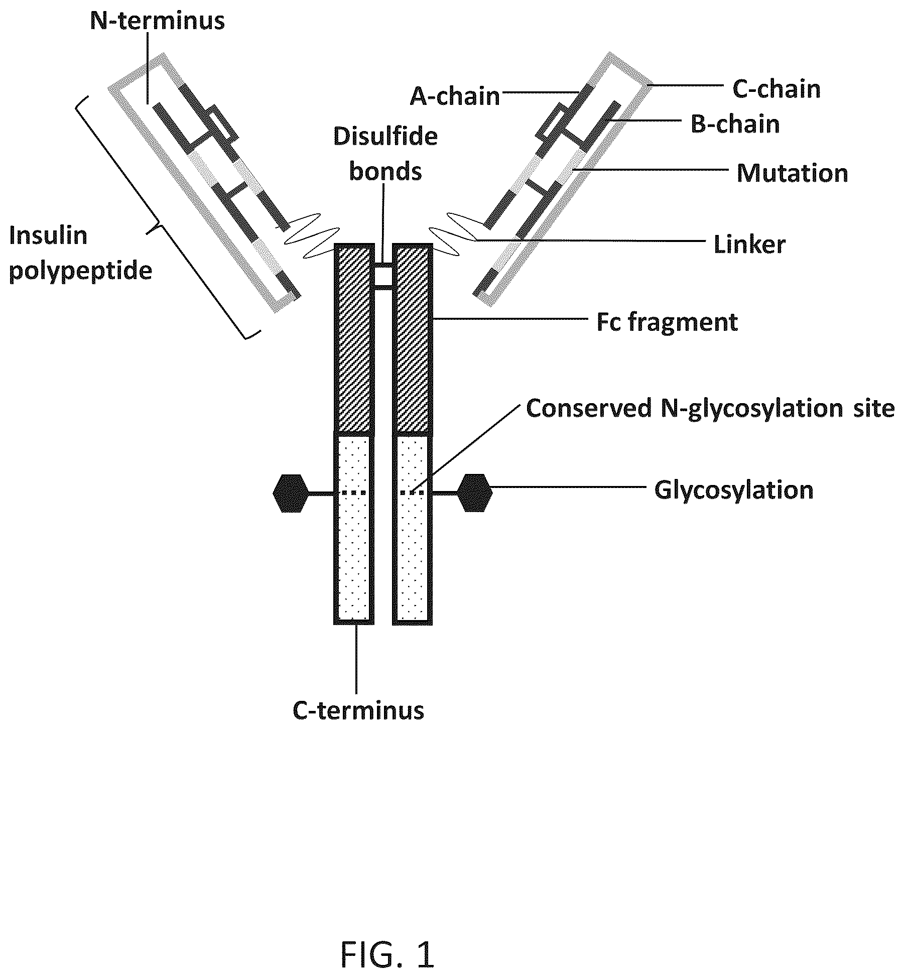 Patent US11814418 Figure 1 – Ultra-long acting insulin-Fc fusion protein and methods of use