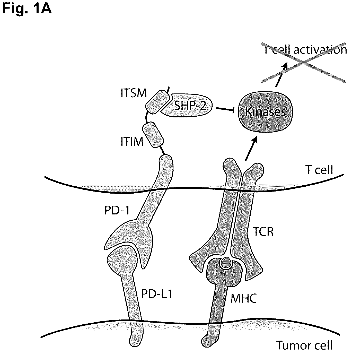 Patent US11814419 Figure 1 – High affinity PD-1 agents and methods of use