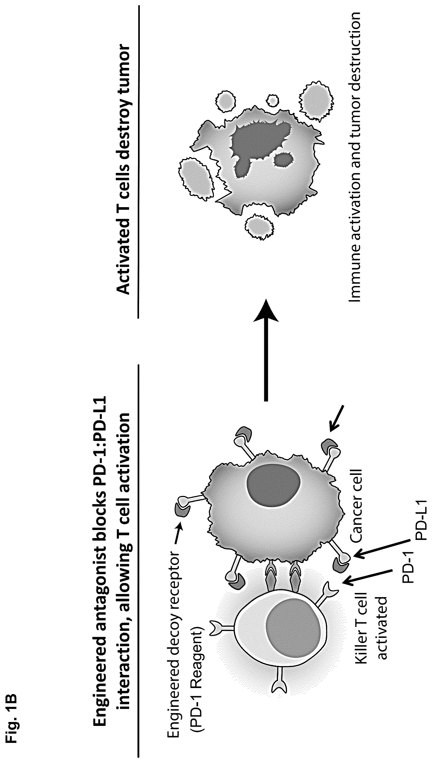 Patent US11814419 Figure 2 – High affinity PD-1 agents and methods of use