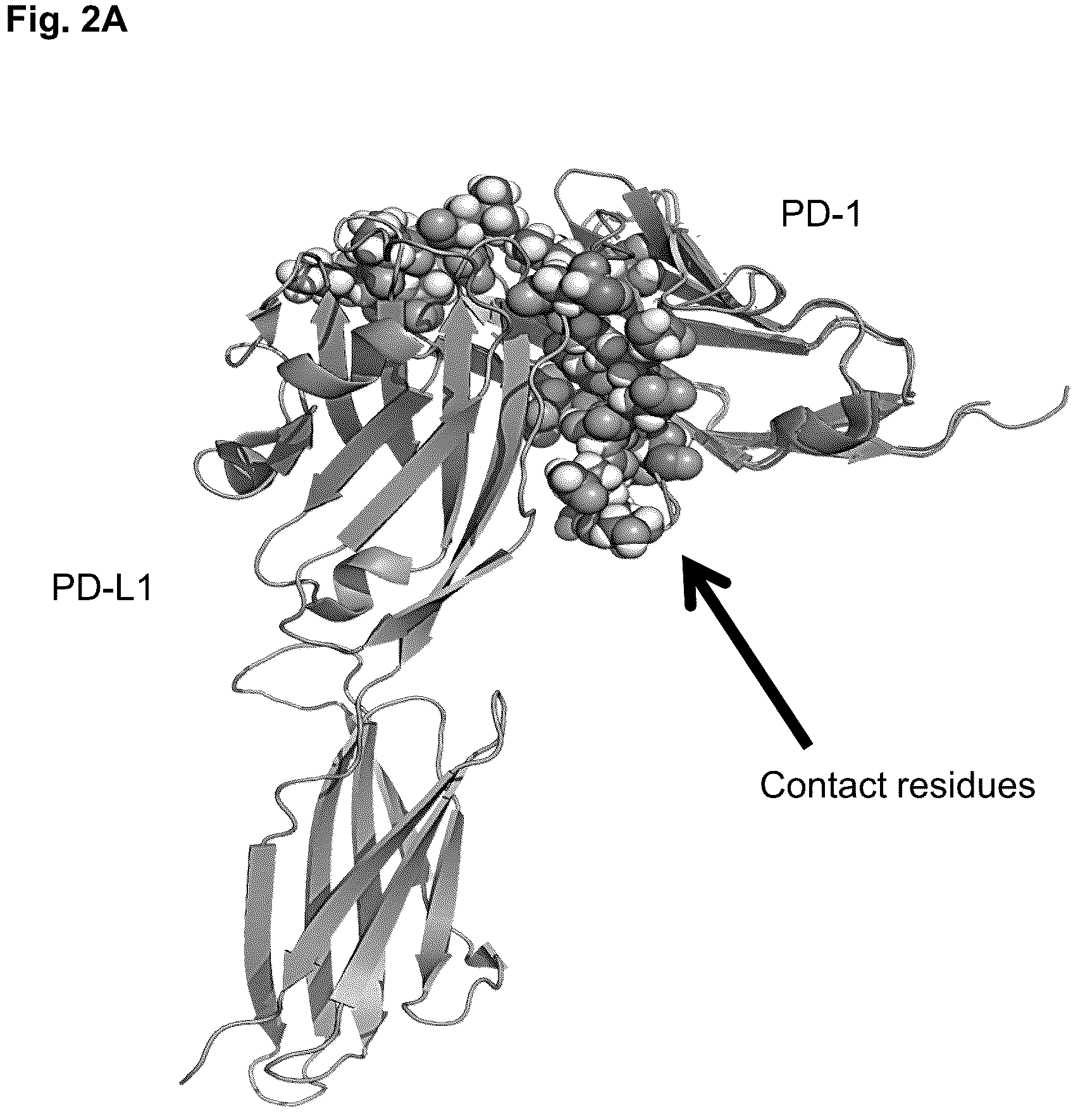 Patent US11814419 Figure 3 – High affinity PD-1 agents and methods of use