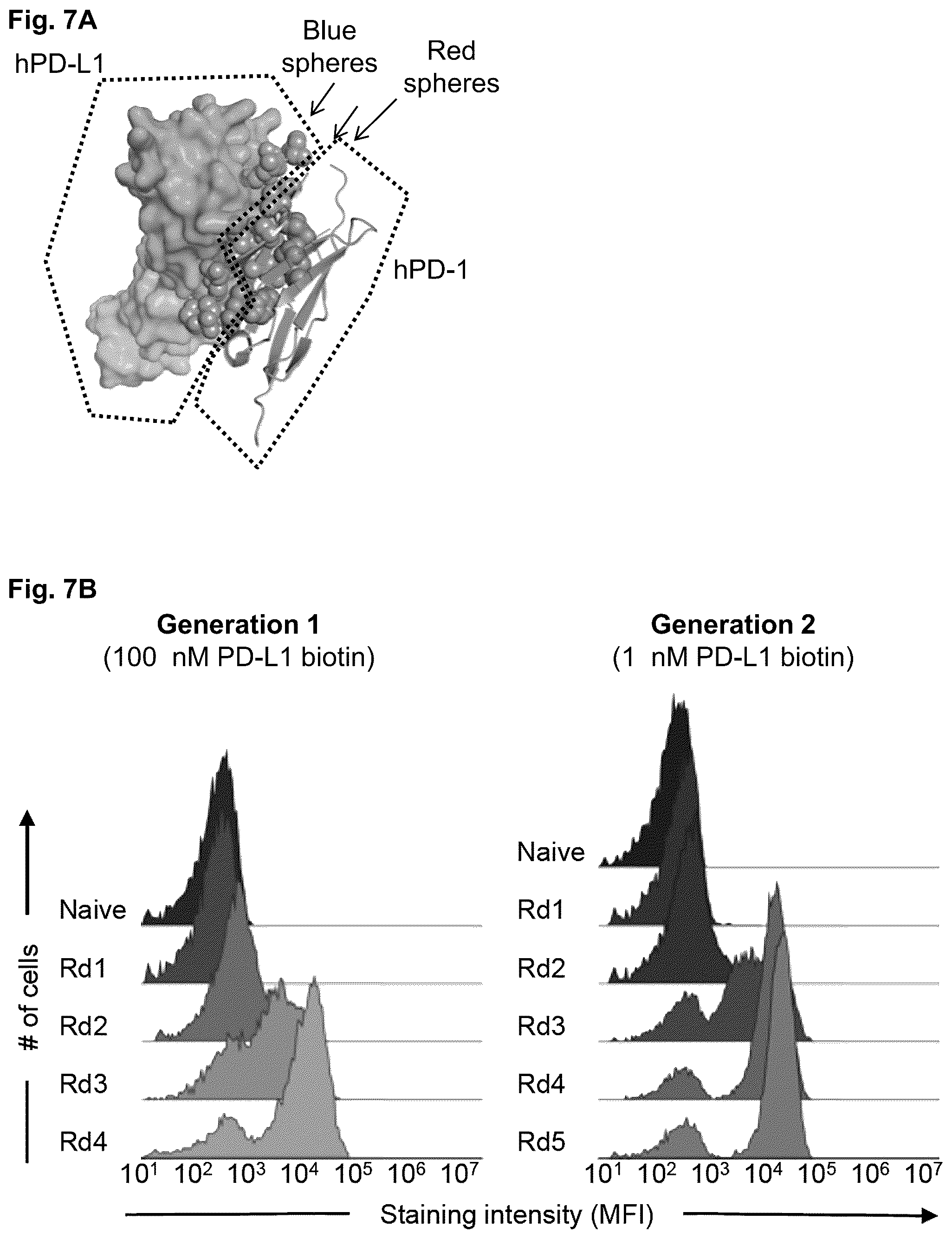 Patent US11814419 Figure 10 – High affinity PD-1 agents and methods of use