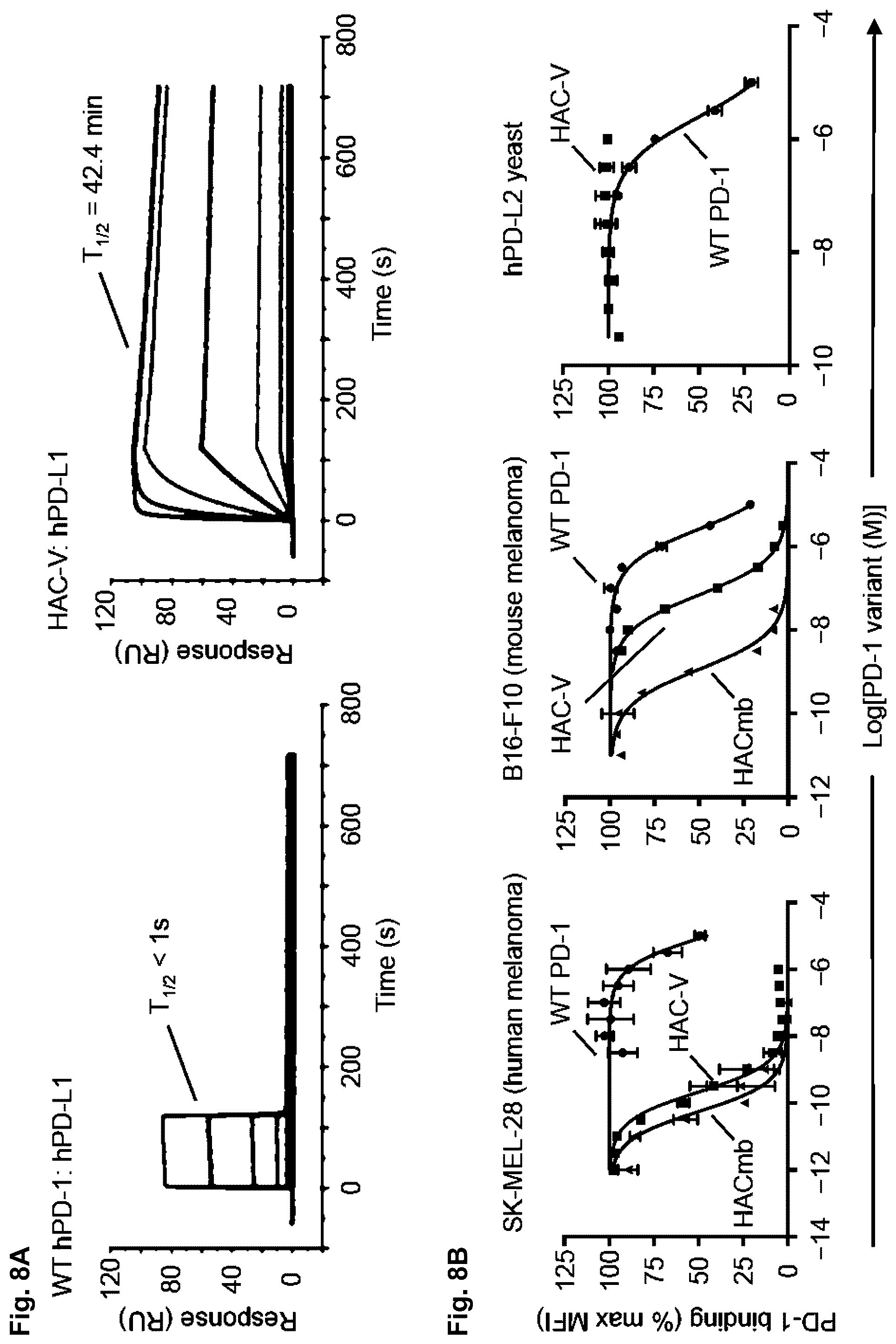 Patent US11814419 Figure 12 – High affinity PD-1 agents and methods of use