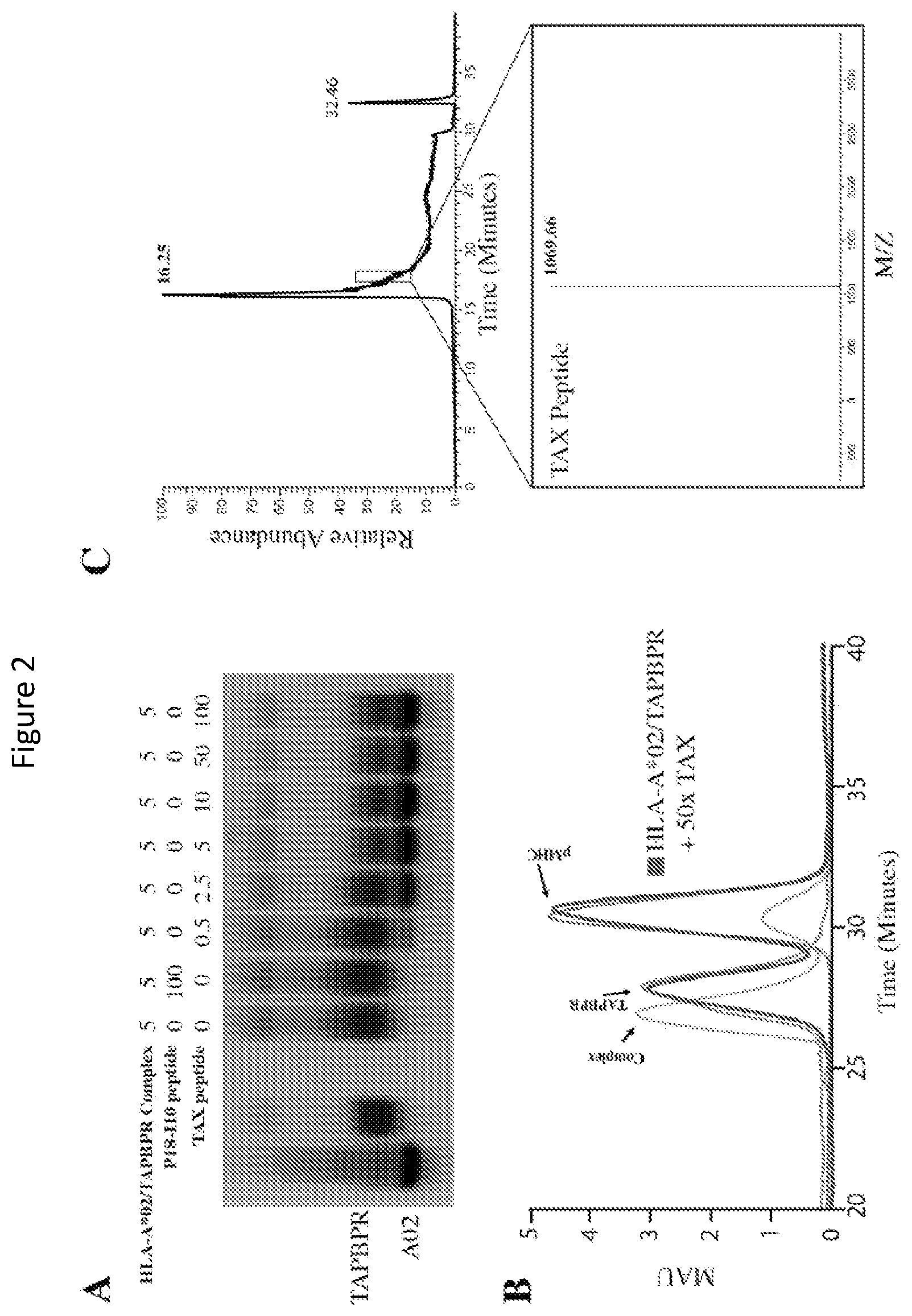 Patent US11814420 Figure 2 – Peptide deficient-MHC class I/chaperone compositions and methods
