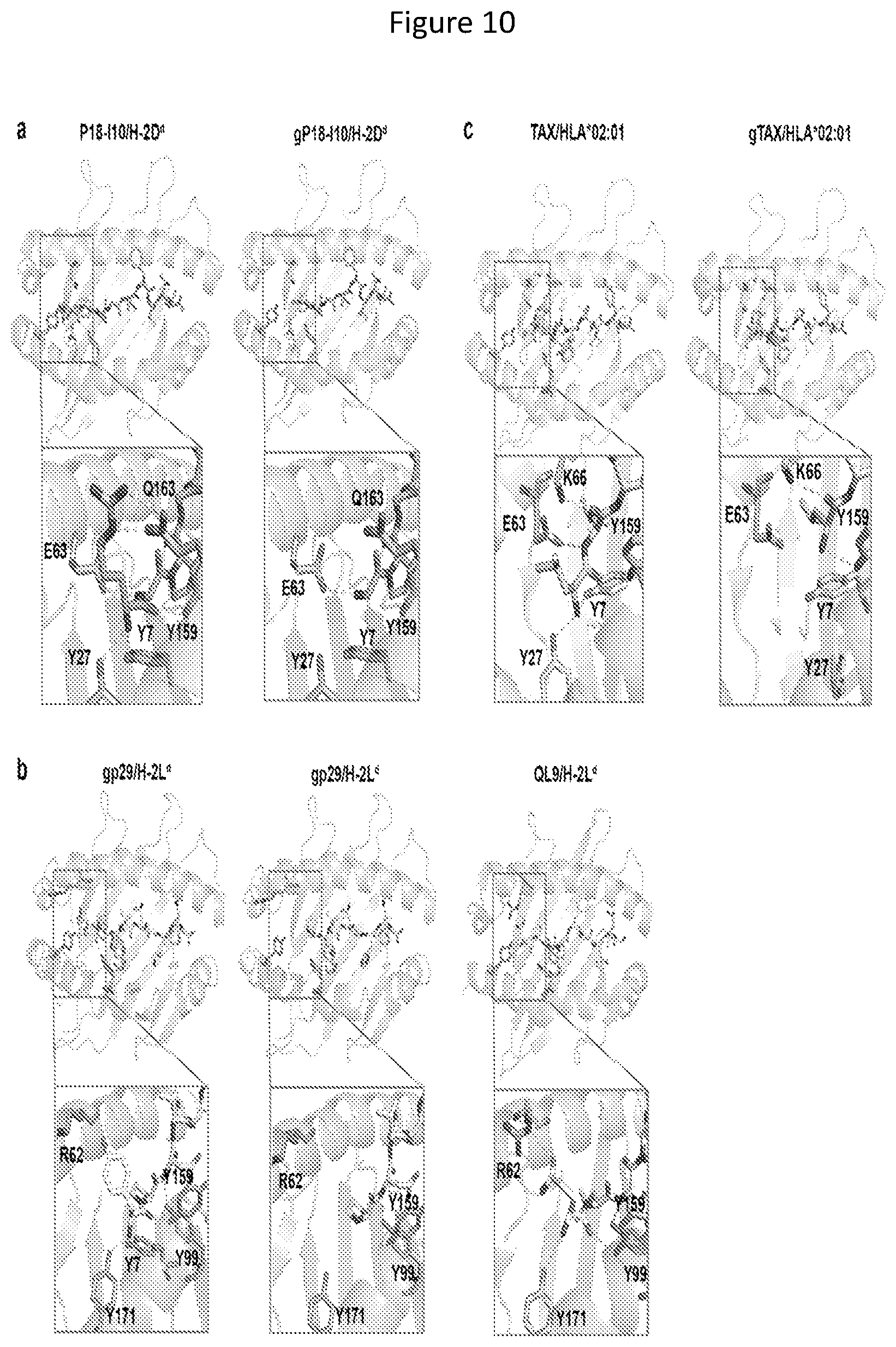 Patent US11814420 Figure 10 – Peptide deficient-MHC class I/chaperone compositions and methods
