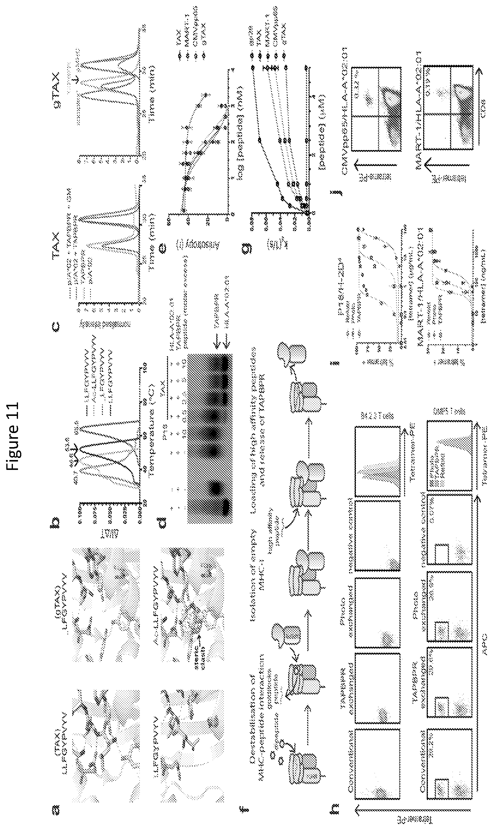 Patent US11814420 Figure 11 – Peptide deficient-MHC class I/chaperone compositions and methods