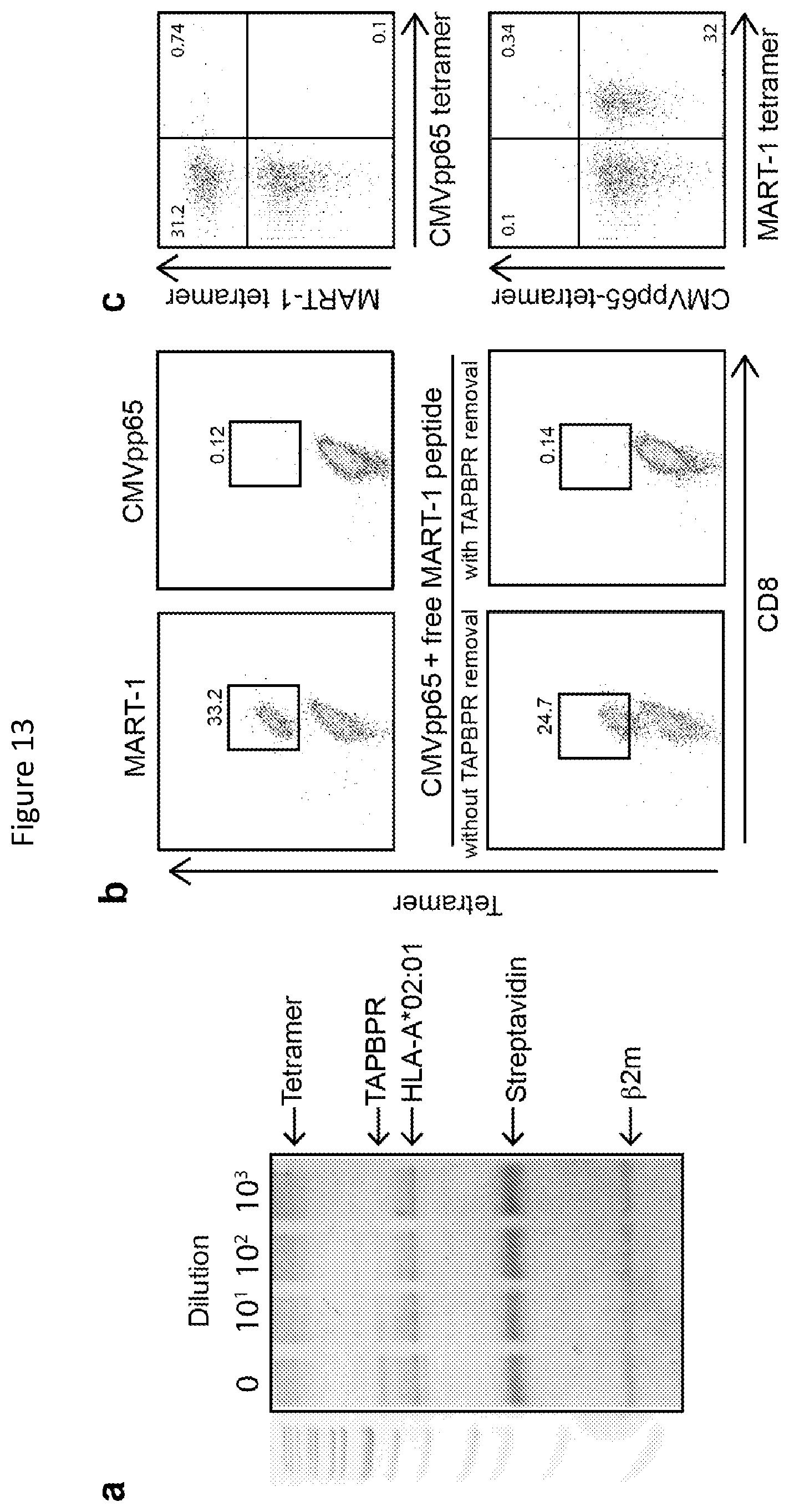 Patent US11814420 Figure 13 – Peptide deficient-MHC class I/chaperone compositions and methods