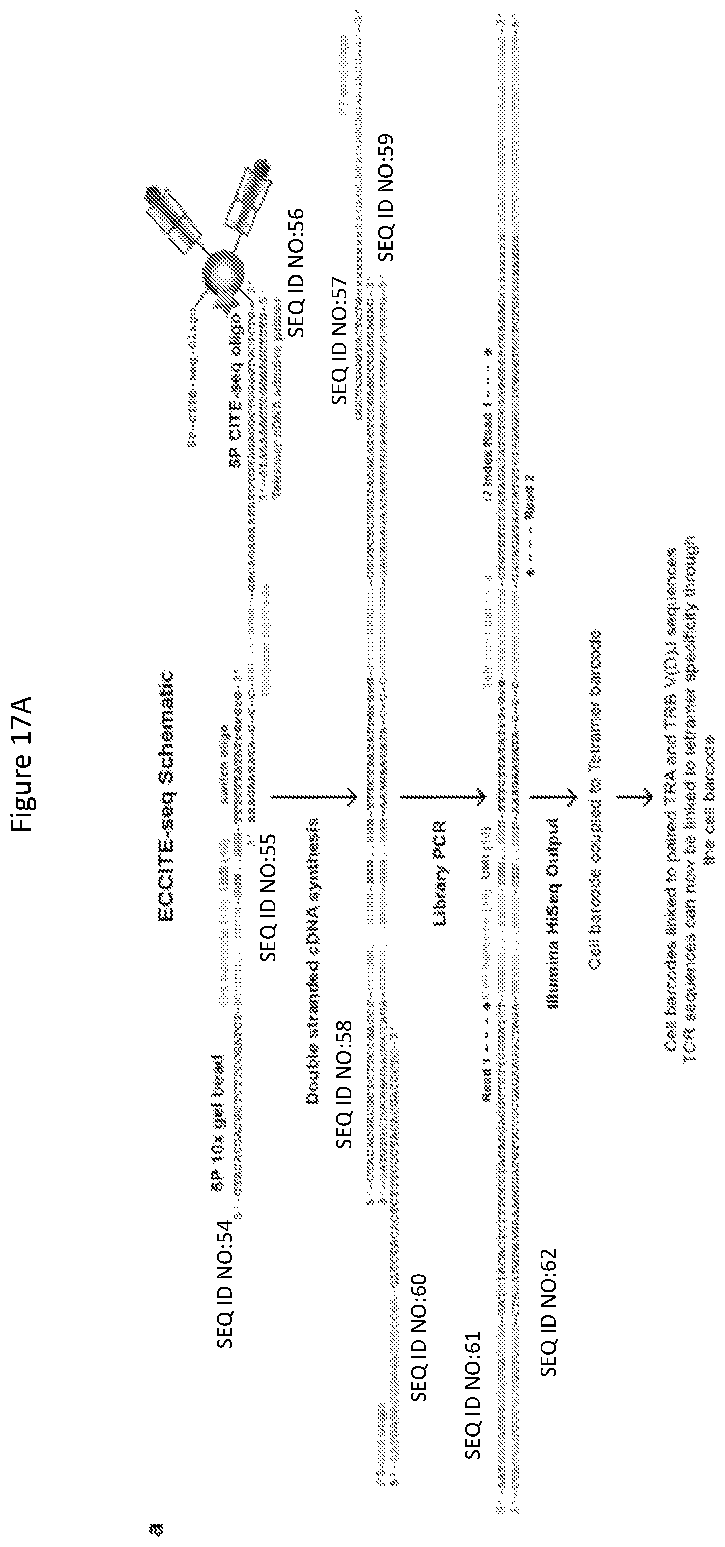 Patent US11814420 Figure 17 – Peptide deficient-MHC class I/chaperone compositions and methods