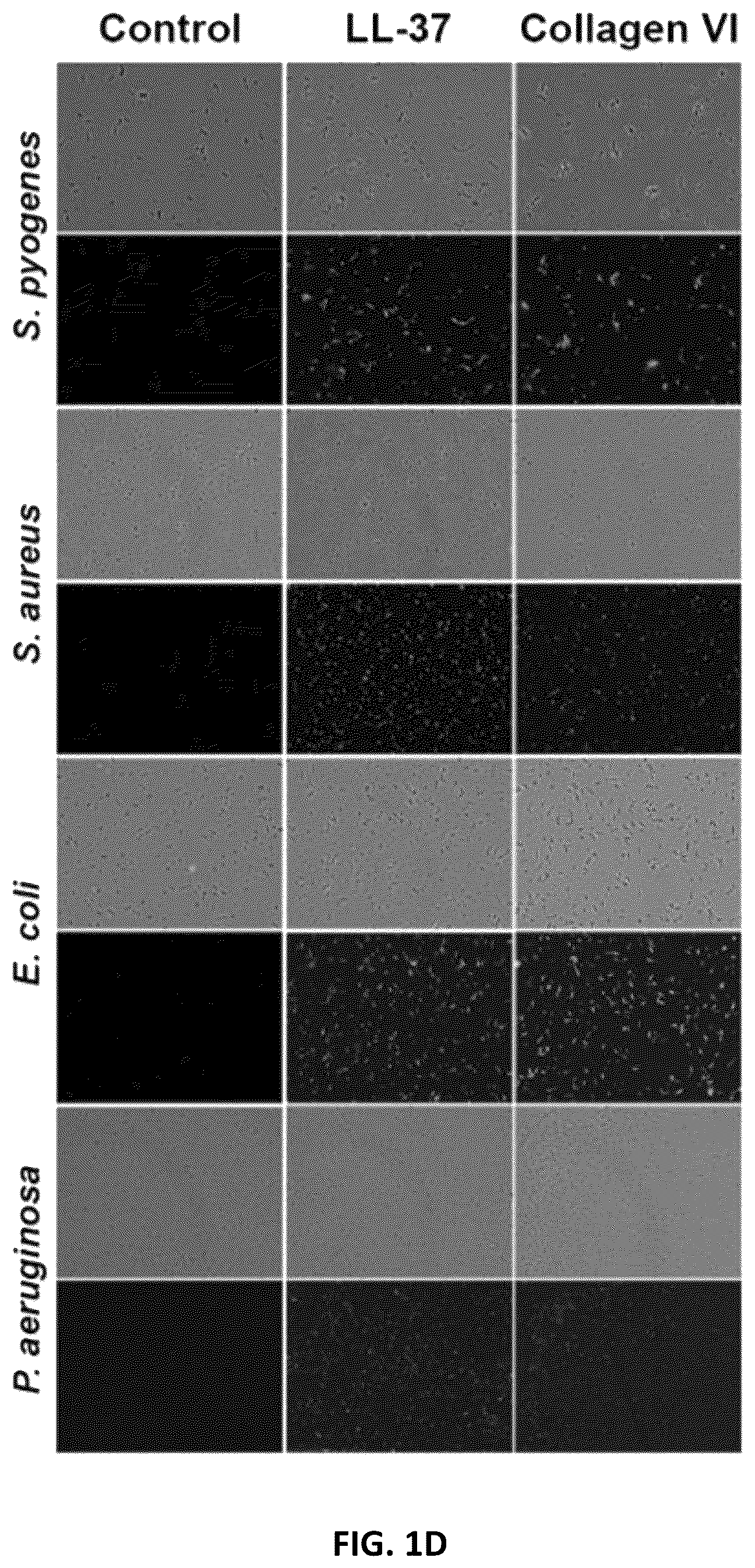 Patent US11814422 Figure 4 – Polypeptides and medical uses thereof