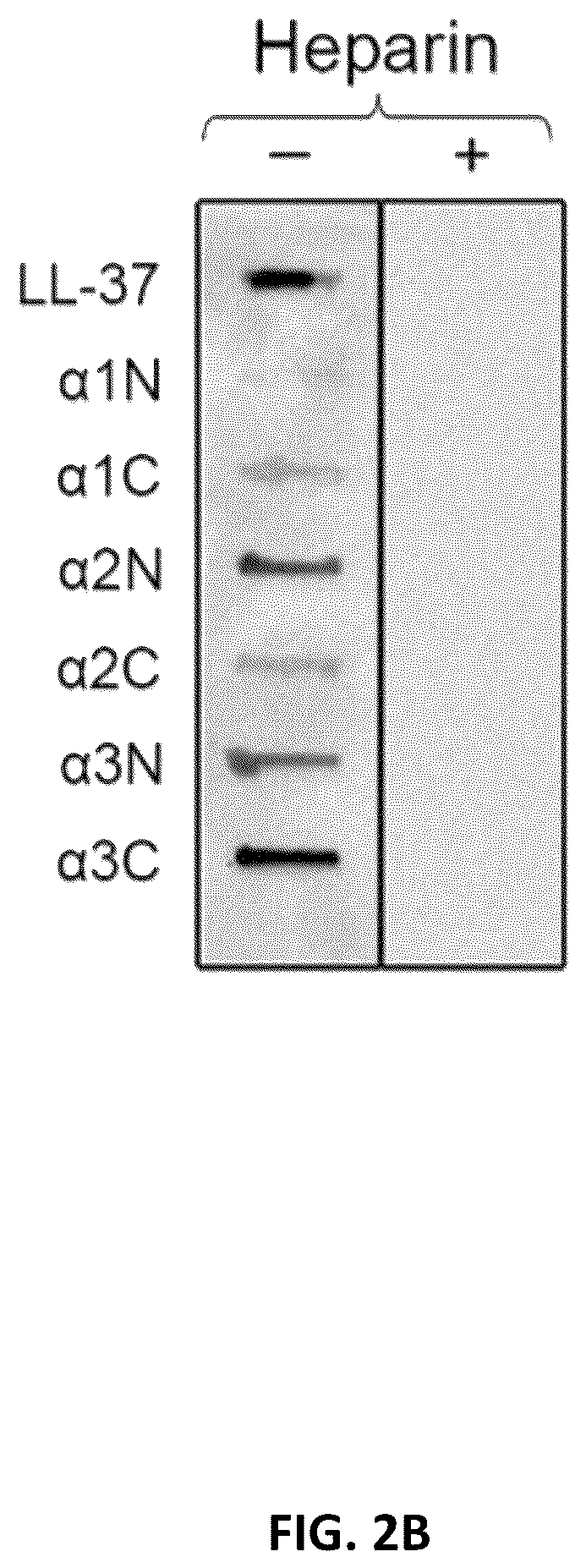 Patent US11814422 Figure 6 – Polypeptides and medical uses thereof