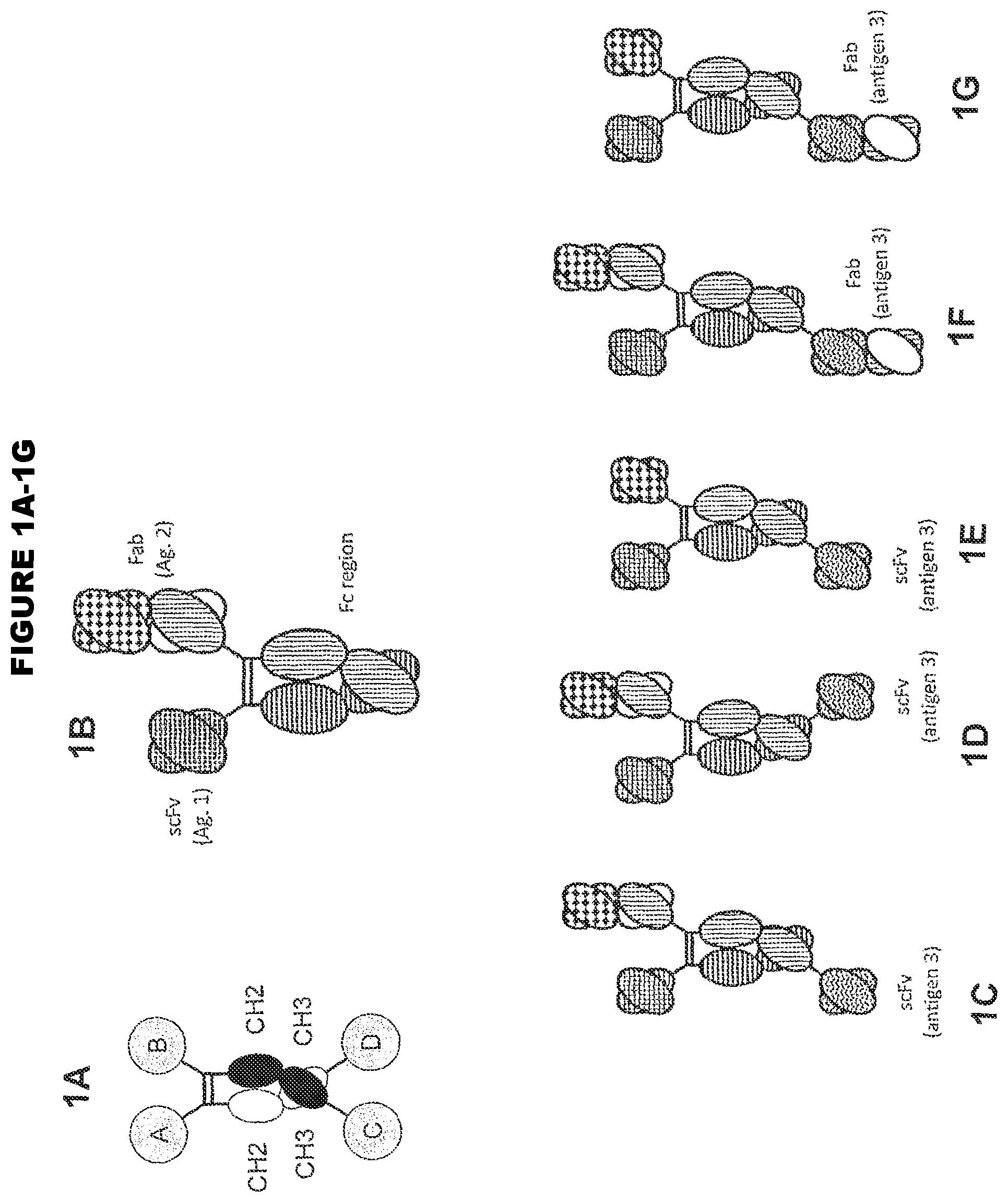 Patent US11814423 Figure 1 – Heterodimeric proteins