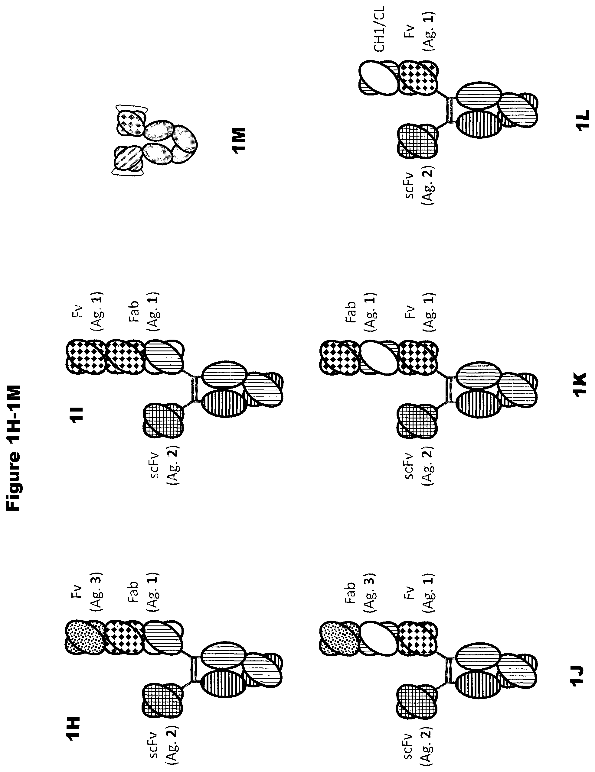 Patent US11814423 Figure 2 – Heterodimeric proteins
